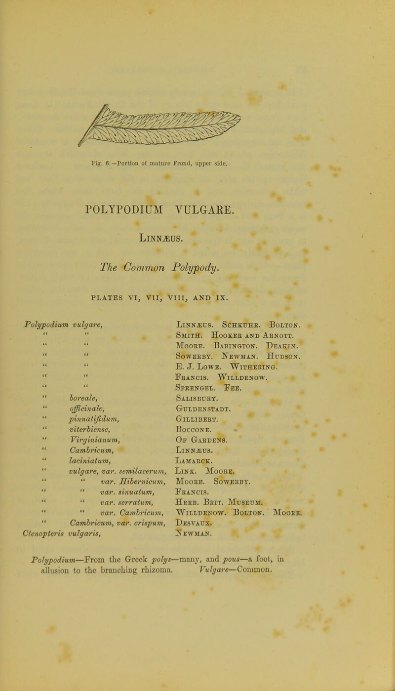 Fip. 6.—Portion of mature Frond, upper side. POLYPODIUM VULGARE. LlNNLffiUS. The Common Polypody. PLATES VI, VII, VIII, AND IX. .Polypodium vulgare,  boreale,  officinale,  pinnatifidum,  viterbiense,  Virginianum,  Cambricum,  laciniatum,  vulgare, var. semilacerum,   var. Hibernicum,   var. sinuatum,   var. serratum,   var. Cambricum,  Cambricum, var. crispum, Clcnopteris vulgaris, LlNNiEUS. SCHKUHB. BoLTON. Smith. Hookee and Abnott. Mooee. Babington. Deakin. Sowebby. Newman. Hudson. E. J. Lowe. Witheeing. Feancis. Willdenow. Spbengel. Fee. Salisbuey. Gulden stadt. GlLLIBEET. BOCCONE. Of Gabdens. LlNNiEUS. Lamaeck. Link. Mooee. Mooee. Soweeby. Fbancis. Hebb. Bbit. Museum. Willdenow. Bolton. Moobe. Desvaux. Newman. Polypodium—From the Greek polys—many, and pous—a foot, in allusion to the branching rhizoma. Vulgare—Common.