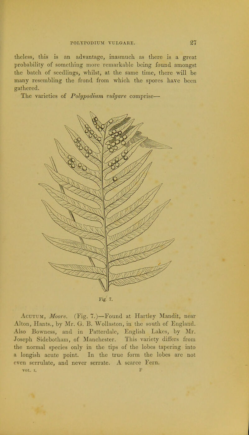 theless, this is an advantage, inasmuch as there is a great probability of something more remarkable being found amongst the batch of seedlings, whilst, at the same time, there will be many resembling the frond from which the spores have been gathered. The varieties of Poly podium vidgare comprise— Fig. 7. Acutum, Moore. (Fig. 7.)—Found at Hartley Mandit, near Alton, Hants., by Mr. G. B. Wollaston, in the south of England. Also Bowncss, and in Pattcrdale, English Lakes, by Mr. Joseph Sidebotham, of Manchester. This variety differs from the normal species only in the tips of the lobes tapering into a longish acute point. In the true form the lobes are not even serrulate, and never serrate. A scarce Fern. vol. i. F