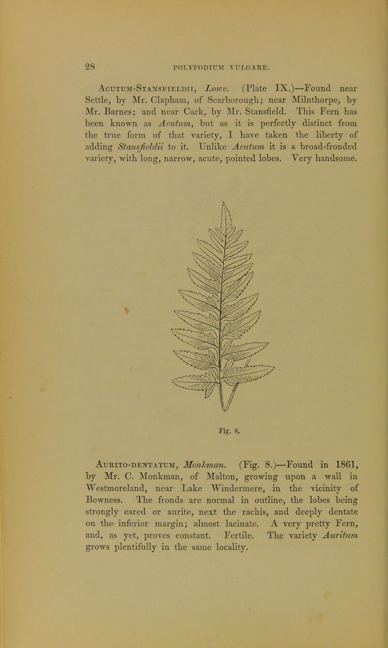 Acutum-Stansfieldii, Loive. (Plate IX.)—Found near Settle, by Mr. Clapham, of Scarborough; near Milnthorpe, by Mr. Barnes; and near Cark, by Mr. Stansfield. This Fern has been known as Acutum, but as it is perfectly distinct from the true form of that variety, I have taken the liberty of adding Stansfieldii to it. Unlike Acutum it is a broad-fronded variety, with long, narrow, acute, pointed lobes. Very handsome. Aurito-dentattjm, Monkman. (Fig. 8.)—Found in 1861, by Mr. C. Monkman, of Malton, growing upon a wall in Westmoreland, near Lake Windermere, in the vicinity of Bowness. The fronds are normal in outline, the lobes being strongly eared or aurite, next the rachis, and deeply dentate on the inferior margin; almost lacinate. A very pretty Fern, and, as yet, proves constant. Fertile. The variety Auritum grows plentifully in the same locality. Fig. 8.