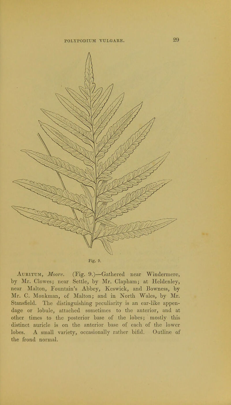 Fig. 9. Au RiTUM, Moovc. (Fig. 9.)—Gathered, near Windermere, by Mr. Clowes; near Settle, by Mr. Clapham; at Heldenley, near Mai ton, Fountain's Abbey, Keswick, and Bowness, by Mr. C. Monkman, of Malton; and in North Wales, by Mr. Stansfleld. The distinguishing peculiarity is an car-like appen- dage or lobule, attached sometimes to the anterior, and at other times to the posterior base of the lobes; mostly this distinct auricle is on the anterior base of each of the lower lobes. A small variety, occasionally rather bifid. Outline of the frond normal.