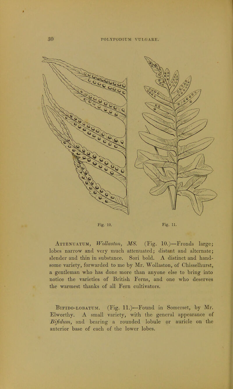 Fig. 10. Fig. 11. Attenuatum, Wollaston, MS. (Fig. 10.)—Fronds large; lobes narrow and very much attenuated; distant and alternate; slender and thin in substance. Sori bold. A distinct and hand- some variety, forwarded to me by Mr. Wollaston, of Chisselhurst, a gentleman who has done more than anyone else to bring into notice the varieties of British Ferns, and one who deserves the warmest thanks of all Fern cultivators. Bifido-lobatum. (Fig. 11.)—Found in Somerset, by Mr. Elworthy. A small variety, with the general appearance of Bifidum, and bearing a rounded lobule or auricle on the anterior base of each of the lower lobes.