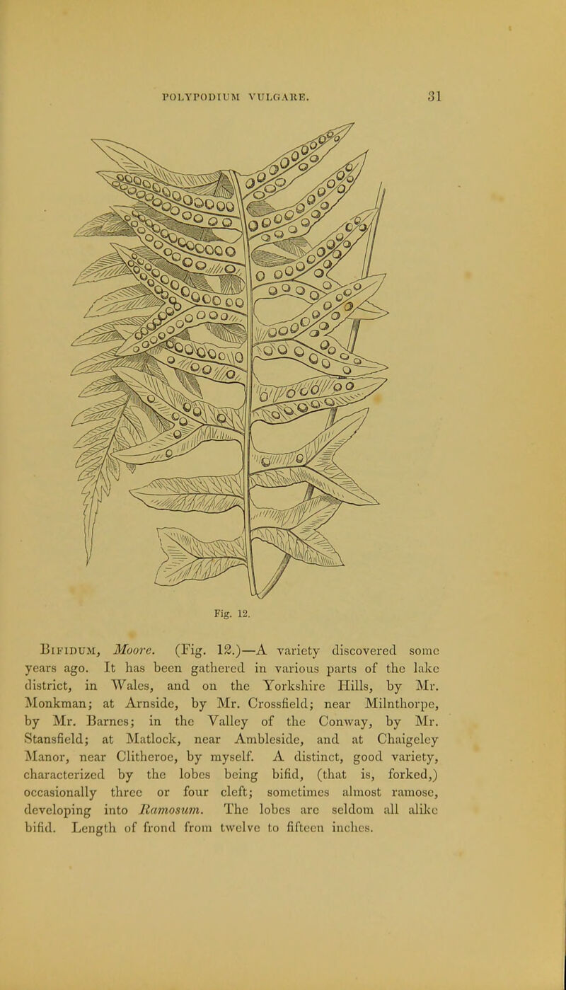 Fig. 12. Bifidum, Moore. (Fig. 12.)—A variety discovered some years ago. It has been gathered in various parts of the lake district, in Wales, and on the Yorkshire Hills, by Mr. Monkman; at Arnsidc, by Mr. Crossfield; near Milnthorpc, by Mr. Barnes; in the Valley of the Conway, by Mr. Stansficld; at Matlock, near Ambleside, and at Chaigelcy Manor, near Clitheroc, by myself. A distinct, good variety, characterized by the lobes being bifid, (that is, forked,) occasionally three or four cleft; sometimes almost ramose, developing into Ilamosicm. The lobes arc seldom all alike bifid. Length of frond from twelve to fifteen inches.