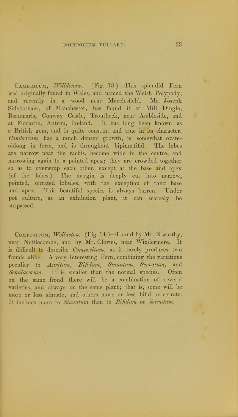 Cambricum, Willdcnow. (Fig. 13.)—This splendid Fern was originally found in Wales, and named the Welsh Polypody, and recently in a wood near Macclesfield. Mr. Joseph Sidebotham, of Manchester, has found it at Mill Dingle, Beaumaris, Conway Castle, Troutbeck, near Ambleside, and at Flcnarim, Antrim, Ireland. It has long been known as a British gem, and is quite constant and true in its character. Cambricum has a much denser growth, is somewhat ovate- oblong in form, and is throughout bipinnatifid. The lobes are narrow near the rachis, become wide in the centre, and narrowing again to a pointed apex; they are crowded together so as to overwrap each other, except at the base and apex (of the lobes.) The margin is deeply cut into narrow, pointed, serrated lobules, with the exception of their base and apex. This beautiful species is always barren. Under pot culture, as an exhibition plant, it can scarcely be surpassed. Compositum, Wollaston. (Fig. 14.)—Found by Mr. Elworthy, near Nettlecombe, and by Mr. Clowes, near Windermere. It is difficult to describe Compositum, as it rarely produces two fronds alike. A very interesting Fern, combining the variations peculiar to Auritum, Bifidum, Sinuatum, Serratum, and Semilacerum. It is smaller than the normal species. Often on the same frond there will be a combination of several varieties, and always on the same plant; that is, some will be more or less sinuate, and others more or less bifid or serrate. It inclines more to Sinuatum than to Bifidum or Serratum.