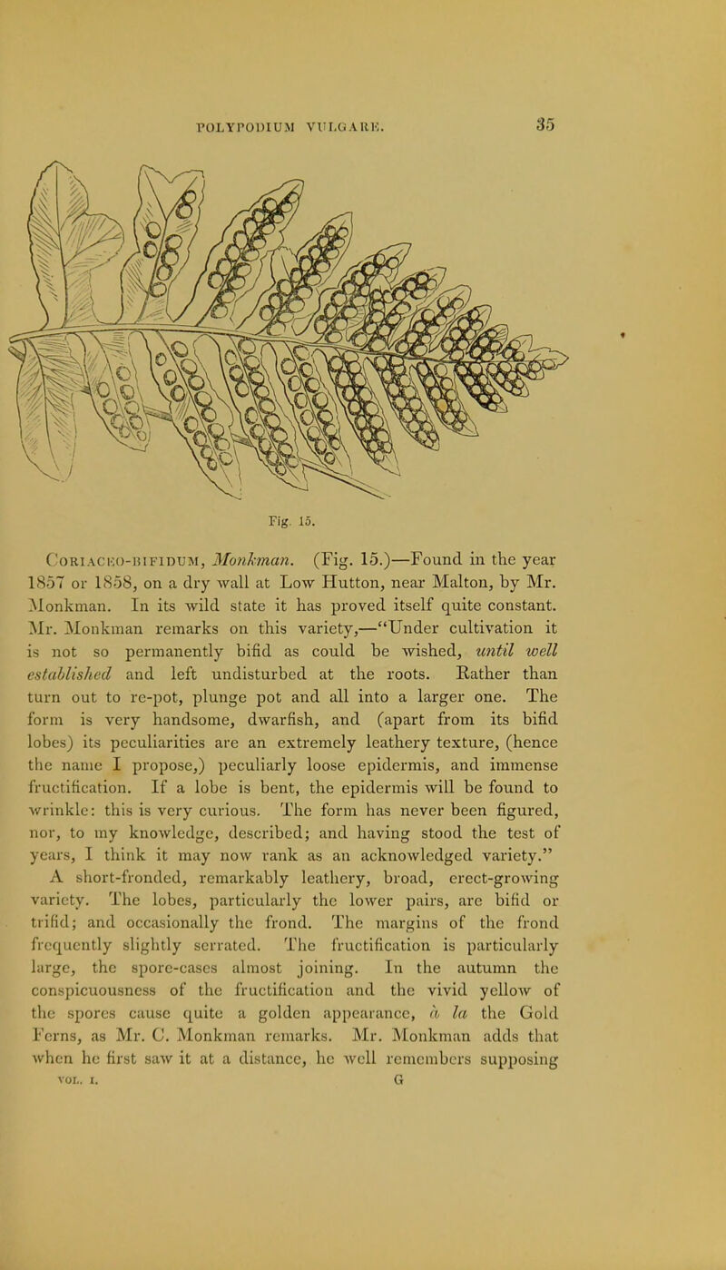 Fig. 15. Coriachjo-bifidum, Monkman. (Fig. 15.)—Found in the year 1857 or 1858, on a dry wall at Low Hutton, near Malton, by Mr. Monkman. In its wild state it has proved itself quite constant. Mr. Monkman remarks on this variety,—Under cultivation it is not so permanently bifid as could be wished, until well established and left undisturbed at the roots. Rather than turn out to re-pot, plunge pot and all into a larger one. The form is very handsome, dwarfish, and (apart from its bifid lobes) its peculiarities are an extremely leathery texture, (hence the name I propose,) peculiarly loose epidermis, and immense fructification. If a lobe is bent, the epidermis will be found to wrinkle: this is very curious. The form has never been figured, nor, to my knowledge, described; and having stood the test of years, I think it may now rank as an acknowledged variety. A short-fronded, remarkably leathery, broad, erect-growing variety. The lobes, particularly the lower pairs, are bifid or trifidj and occasionally the frond. The margins of the frond frequently slightly serrated. The fructification is particularly large, the spore-cases almost joining. In the autumn the conspicuousncss of the fructification and the vivid yellow of the spores cause quite a golden appearance, a la the Gold Ferns, as Mr. C. Monkman remarks. Mr. Monkman adds that when he first saw it at a distance, he well remembers supposing voi,. i. G