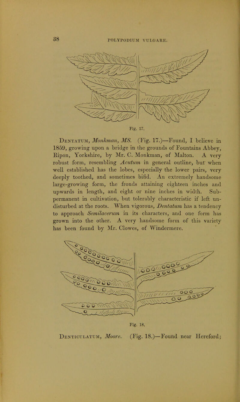 Fig. 17. Dentatum, Monhnan, MS. (Fig. 17.)—Found, I believe in 1859, growing upon a bridge in the grounds of Fountains Abbey, Ripon, Yorkshire, by Mr. C. Monkman, of Malton. A very robust form, resembling Acutum in general outline, but when well established has the lobes, especially the lower pairs, very deeply toothed, and sometimes bifid. An extremely handsome large-growing form, the fronds attaining eighteen inches and upwards in length, and eight or nine inches in width. Sub- permanent in cultivation, but tolerably characteristic if left un- disturbed at the roots. When vigorous, Dentatum has a tendency to approach Semilacerum in its characters, and one form has grown into the other. A very handsome form of this variety has been found by Mr. Clowes, of Windermere. Fig. 18. Denticulatum, Moore. (Fig. 18.)—Found near Hereford;