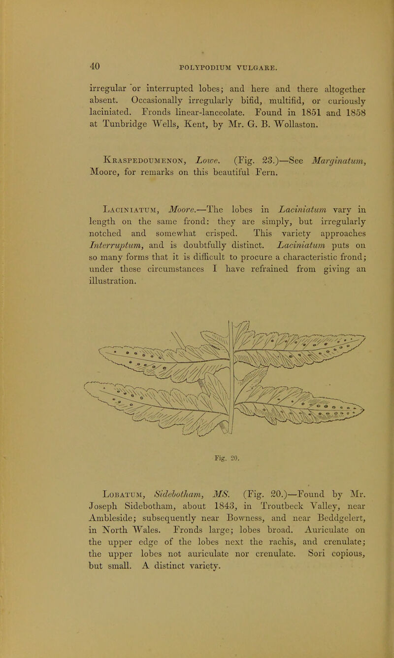 irregular or interrupted lobes; and here and there altogether absent. Occasionally irregularly bifid, multifid, or curiously laciniatcd. Fronds linear-lanceolate. Found in 1851 and 1858 at Tunbridge Wells, Kent, by Mr. G. B. Wollaston. Kraspedoumenon, Lowe. (Fig. 23.)—See Marginatum, Moore, for remarks on this beautiful Fern. Laciniatum, Moore.—The lobes in Laciniatum vary in length on the same frond: they are simply, but irregularly notched and somewhat crisped. This variety approaches Lnterruptum, and is doubtfully distinct. Laciniatum puts on so many forms that it is difficult to procure a characteristic frond; under these circumstances I have refrained from giving an illustration. Fig. 20. Loijatum, Sidcbotham, MS. (Fig. 20.)—Found by Mr. Joseph Sidebotham, about 1843, in Troutbeck Valley, near Ambleside; subsequently near Bowncss, and near Bcddgelert, in North Wales. Fronds large; lobes broad. Auriculate on the upper edge of the lobes next the rachis, and crenulatc; the upper lobes not auriculate nor crenulatc. Sori copious, but small. A distinct variety.