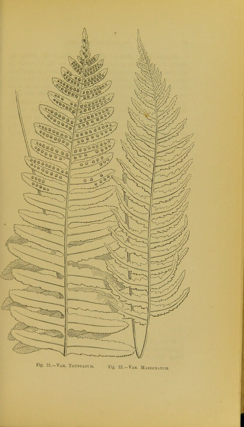 Fig. 21.—Var. Tuu.ncatim. Pig, 22.—Var. MARGINATUM.