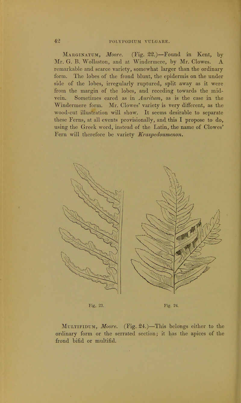 Marginatum, Moore. (Fig. 22.)—Found in Kent, by Mr. G. T5. Wollaston, and at Windermere;, by Mr. Clowes. A remarkable and scarce variety, somewhat larger than the ordinary form. The lobes of the frond blunt, the epidermis on the under side of the lobes, irregularly ruptured, split away as it were from the margin of the lobes, and receding towards the mid- vein. Sometimes eared as in Auritum, as is the case in the Windermere form. Mr. Clowes' variety is very different, as the wood-cut illustration will show. It seems desirable to separate these Ferns, at all events provisionally, and this I propose to do, using the Greek word, instead of the Latin, the name of Clowes' Fern will therefore be variety Kraspedoumenon. Multifidum, Moore. (Fig. 24.)—This belongs either to the ordinary form or the serrated section; it has the apices of the frond bifid or multifid.