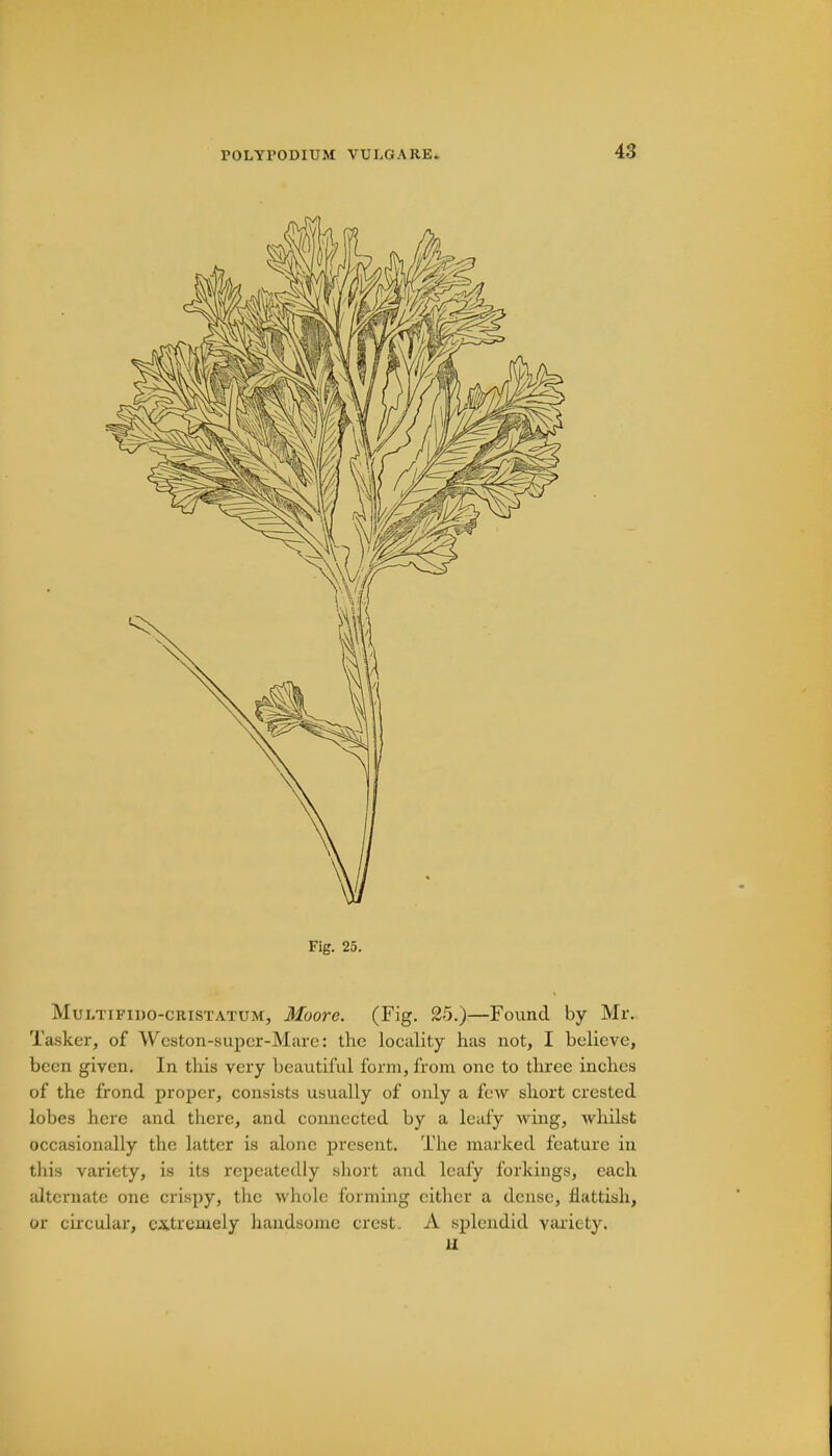 Fig. 25 Mui.tifido-cristatum, Moore. (Fig. 25.)—Found by Mr. Tasker, of Weston-super-Mare: the locality has not, I believe, been given. In this very beautiful form, from one to three inches of the frond proper, consists usually of only a few short crested lobes here and there, and connected by a leafy wing, whilst occasionally the latter is alone present. The marked feature in this variety, is its repeatedly short and leafy forkings, each alternate one crispy, the whole forming cither a dense, flattish, or circular, extremely handsome crest. A splendid variety. li