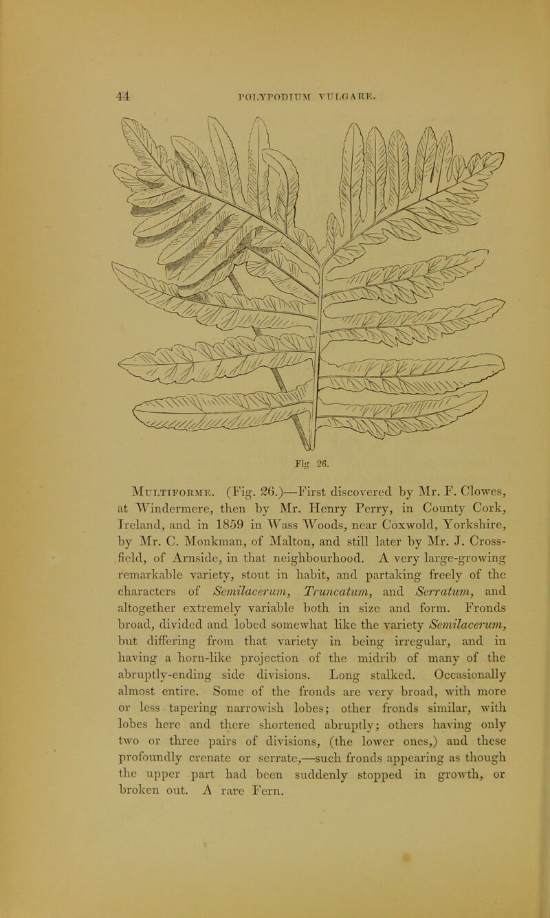 Fig 2(5. Multiforme. (Fig. 26.)—First discovered by Mr. F. Clowes, at Windermere, then by Mr. Henry Perry, in County Cork, Ireland, and in 1859 in Wass Woods, near Coxwold, Yorkshire, by Mr. C. Monkman, of Malton, and still later by Mr. J. Cross- field, of Arnside, in that neighbourhood. A very large-growing remarkable variety, stout in habit, and partaking freely of the characters of Semilacerum, Truncation, and Serratum, and altogether extremely variable both in size and form. Fronds broad, divided and lobed somewhat like the variety Semilacei-um, but differing from that variety in being irregular, and in having a horn-like projection of the midrib of many of the abruptly-ending side divisions. Long stalked. Occasionally almost entire. Some of the fronds are very broad, with more or less tapering narrowish lobes; other fronds similar, with lobes here and there shortened abruptly; others having only two or three pairs of divisions, (the lower ones,) and these profoundly crenate or serrate,—such fronds appearing as though the upper part had been suddenly stopped in growth, or broken out. A rare Fern.