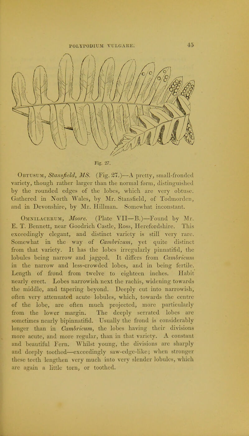 Fig. 27. Obtusum, Stansjield, MS. (Fig. 27.)—A pretty, small-fronded variety, though rather larger than the normal form, distinguished by the rounded edges of the lobes, which are very obtuse. Gathered in North Wales, by Mr. Stansfield, of Todmorden, and in Devonshire, bv Mr. Hillman. Somewhat inconstant. Omnilacerum, Moore. (Plate VII—B.)—Found by ISJ r. E. T. Bennett, near Goodrich Castle, Ross, Herefordshire. This exceedingly elegant, and distinct variety is still very rare. Somewhat in the way of Cambricum, yet quite distinct from that variety. It has the lobes irregularly pinnatifid, the lobules being narrow and jagged. It differs from Cambricum in the narrow and less-crowded lobes, and in being fertile. Length of frond from twelve to eighteen inches. Habit nearly erect. Lobes narrowish next the rachis, widening towards the middle, and tapering beyond. Deeply cut into narrowish, often very attenuated acute lobules, which, towards the centre of the lobe, are often much projected, more particularly from the lower margin. The deeply serrated lobes are sometimes nearly bipinnatifid. Usually the frond is considerably longer than in Cambricum, the lobes having their divisions more acute, and more regular, than in that variety. A constant and beautiful Fern. Whilst young, the divisions are sharply and deeply toothed—exceedingly saw-edge-like; when stronger these teeth lengthen very much into very slender lobules, which arc again a little torn, or toothed.
