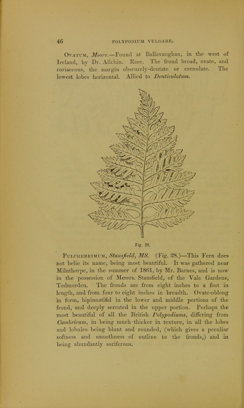 Ovatum, Moore.—Found at Ballavaughan, in the west of Ireland, by Dr. Allchin. Rare. The frond broad, ovate, and coriaceous, the margin obscurely-dentate or crenulate. The lowest lobes horizontal. Allied to Denticulatum. Fig. 28. Pulcherrimum, Stansfield, MS. (Fig. 28.)—This Fern does not belie its name, being most beautiful. It was gathered near Milnthorpe, in the summer of 1861, by Mr. Barnes, and is now in the possession of Messrs. Stansfield, of the Vale Gardens, Todmorden. The fronds are from eight inches to a foot in length, and from four to eight inches in breadth. Ovate-oblong in form, bipinnatifid in the lower and middle portions of the frond, and deeply serrated in the upper portion. Perhaps the most beautiful of all the British Polypodiums, differing from Cambricum, in being much thicker in texture, in all the lobes and lobules being blunt and rounded, (which gives a peculiar softness and smoothness of outline to the fronds,) and in being abundantly sorifcrous.
