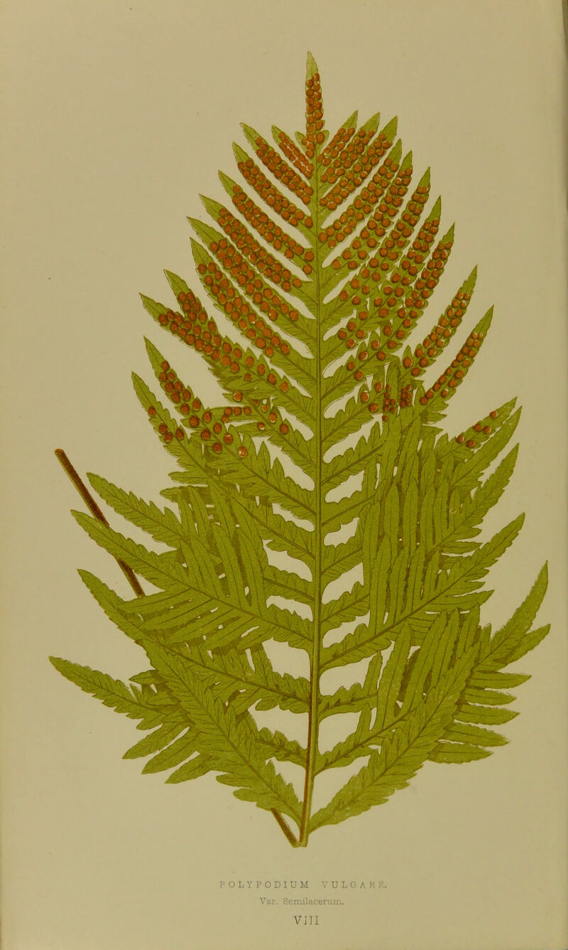 POLY PODIUM VUL(i A K K Var. Semilacerum. vm