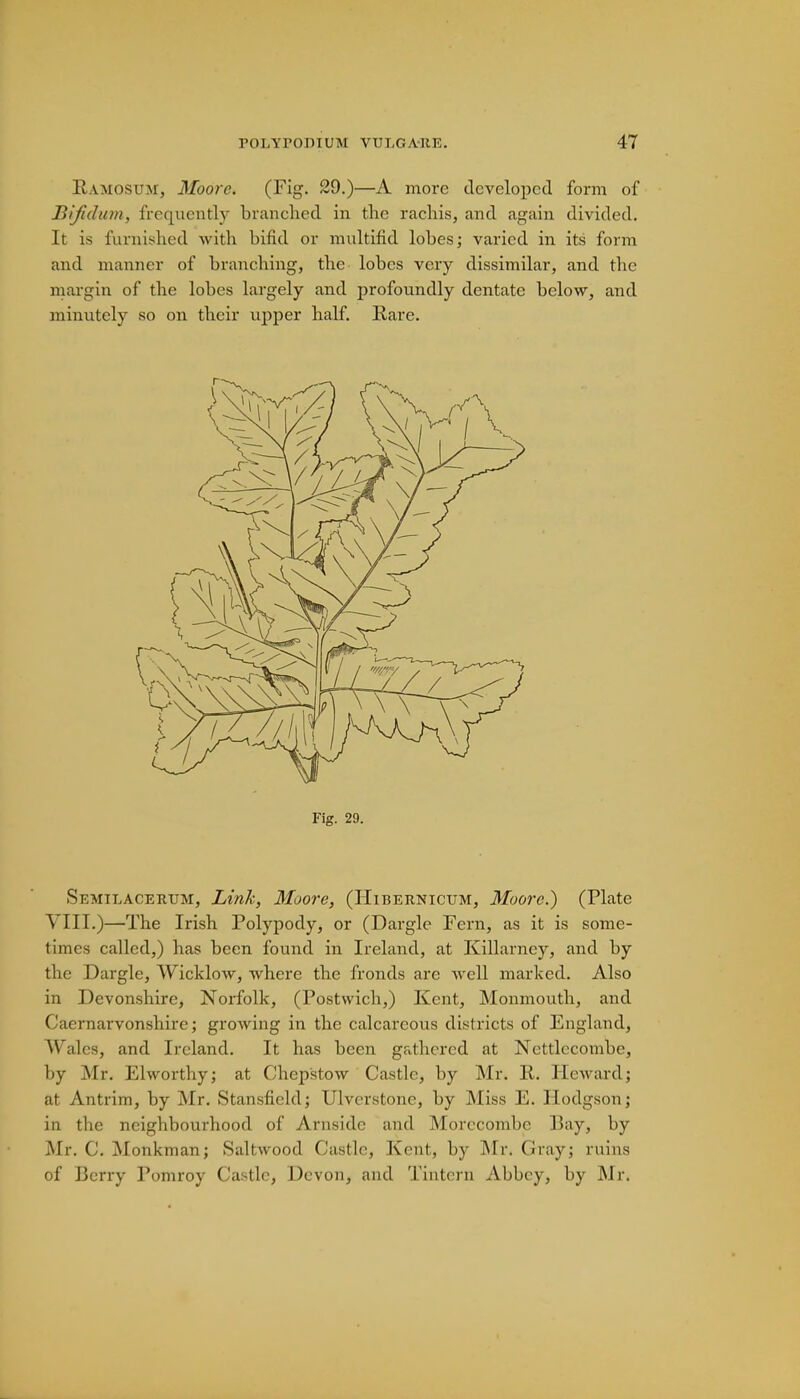 Ramostjm, Moore. (Fig. 29.)—A more developed form of Bijldum, frequently branched in the rachis, and again divided. It is furnished with bifid or multifid lobes; varied in its form and manner of branching, the lobes very dissimilar, and the margin of the lobes largely and profoundly dentate below, and minutely so on their upper half. Rare. Fig. 29. Semilacerum, Link, Moore, (IIibernicum, Moore.) (Plate \ III.)—The Irish Polypody, or (Dargle Fern, as it is some- times called,) has been found in Ireland, at Killarney, and by the Dargle, Wicklow, where the fronds are well marked. Also in Devonshire, Norfolk, (Postwich,) Kent, Monmouth, and Caernarvonshire; growing in the calcareous districts of England, Wales, and Ireland. It has been gathered at Nettlccombc, by Mr. Elworthy; at Chepstow Castle, by Mr. R. Howard; at Antrim, by Mr. Stansfield; Ulverstone, by Miss E. Hodgson; in the neighbourhood of Arnsidc and Morccombc Bay, by Mr. C. Monkman; Saltwood Castle, Kent, by Mr, Gray; ruins of Berry Pomroy Castle, Devon, and Tintern Abbey, by Mr.
