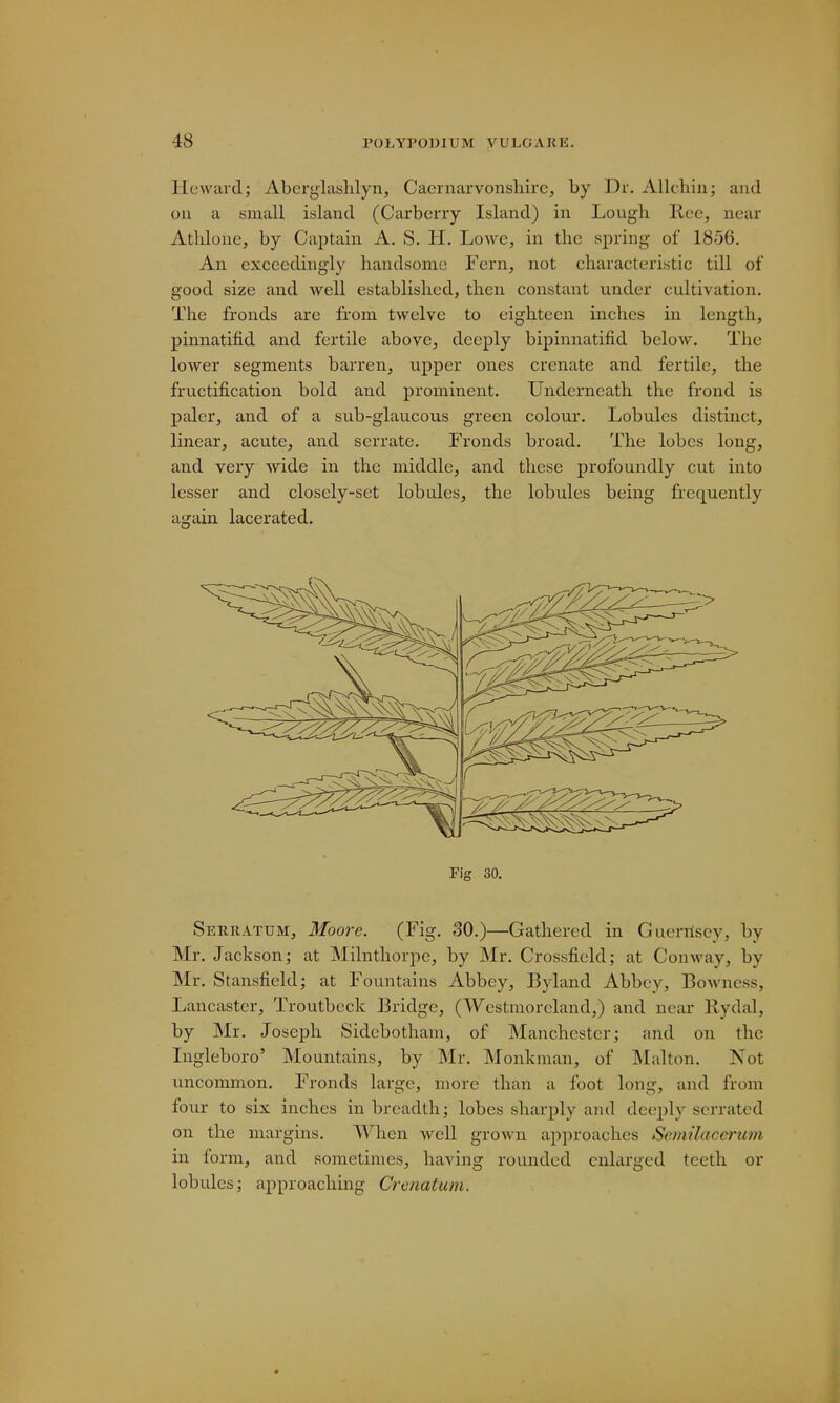 Hewardj Abcrglashlyn, Caernarvonshire, by Dr. Allehin; and on a small island (Carberry Island) in Lough Ree, mar Athlonc, by Captain A. S. H. Lowe, in the spring of 1856. An exceedingly handsome Fern, not characteristic till of good size and well established, then constant under cultivation. The fronds are from twelve to eighteen inches in length, pinnatifid and fertile above, deeply bipimiatifid below. The lower segments barren, upper ones crenate and fertile, the fructification bold and prominent. Underneath the frond is paler, and of a sub-glaucous green colour. Lobules distinct, linear, acute, and serrate. Fronds broad. The lobes long, and very wide in the middle, and these profoundly cut into lesser and closely-set lobules, the lobules being frequently again lacerated. Fig 30. Serratum, Moore. (Fig. 30.)—Gathered in Guernsey, by Mr. Jackson; at Milnthorpe, by Mr. Crossfield; at Conway, by Mr. Stansficld; at Fountains Abbey, Byland Abbey, Bowness, Lancaster, Troutbeck Bridge, (Westmoreland,) and near Rydal, by Mr. Joseph Sidebotham, of Manchester; and on the Ingleboro' Mountains, by Mr. Monkman, of Malton. Not uncommon. Fronds large, more than a foot long, and from four to six inches in breadth; lobes sharply and deeply seriated on the margins. When well grown approaches Semilacerum in form, and sometimes, having rounded enlarged teeth or lobules; approaching Crcnatum.