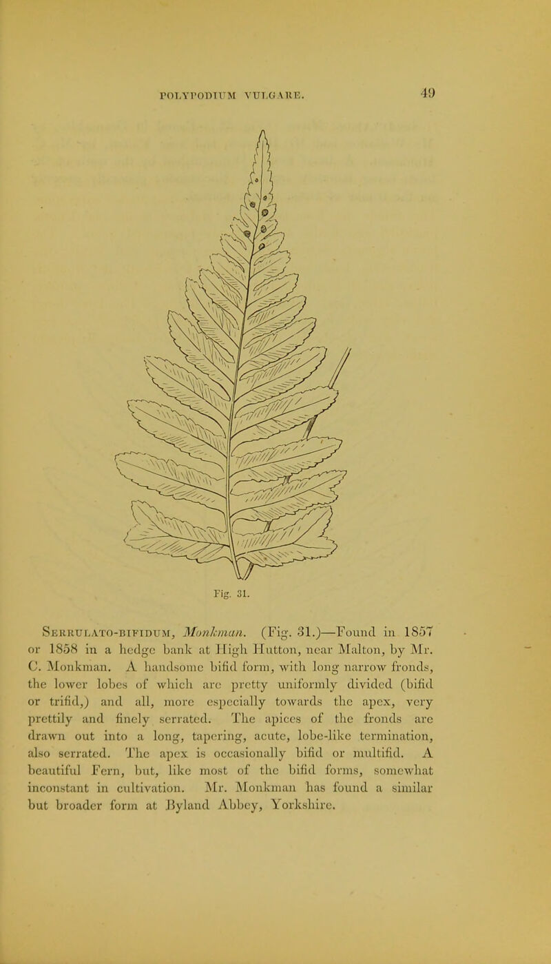 Fig. 31. Serrulato-bifidum, Monkman. (Fig. 31.)—Found in 1857 or 1858 in a hedge bank at High Hutton, near Malum, by Mr. C. Monkman. A handsome bifid form, with long narrow fronds, the lower lobes of which arc; pretty uniformly divided (bifid or trifid,) and all, more especially towards the apex, very prettily and finely serrated. The apices of the fronds arc drawn out into a long, tapering, acute, lobe-like termination, also serrated. The apex is occasionally bifid or multifid. A beautiful Fern, but, like mosl of the bifid forms, somewhat inconstant in cultivation. Mr. Monkman has found a similar but broader form at JJyland Abbey, Yorkshire.