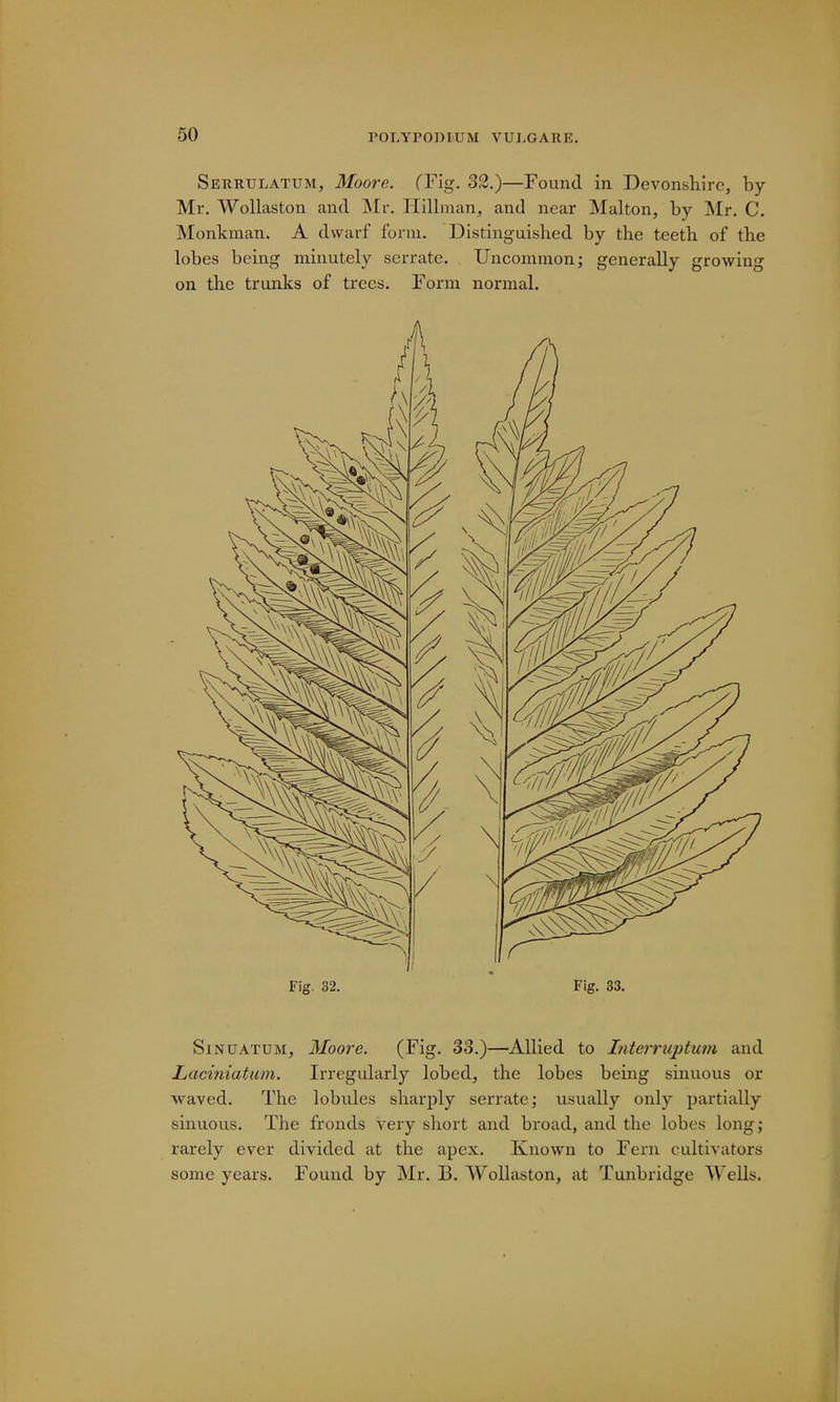 Serrulatum, Moore. (Fig. 32.)—Found in Devonshire, by- Mr. Wollaston and Mr. Ilillman, and near Malton, by Mr. C. Monkman. A dwarf form. Distinguished by the teeth of the lobes being minutely serrate. Uncommon; generally growing on the trunks of trees. Form normal. Fig. 32. Fig. 33. Sinuatum, Moore. (Fig. 33.)—Allied to Interruption* and Laciniatum. Irregularly lobed, the lobes being sinuous or waved. The lobules sharply serrate; usually only partially sinuous. The fronds very short and broad, and the lobes long; rarely ever divided at the apex. Known to Fern cultivators some years. Found by Mr. B. Wollaston, at Tunbridge Wells.