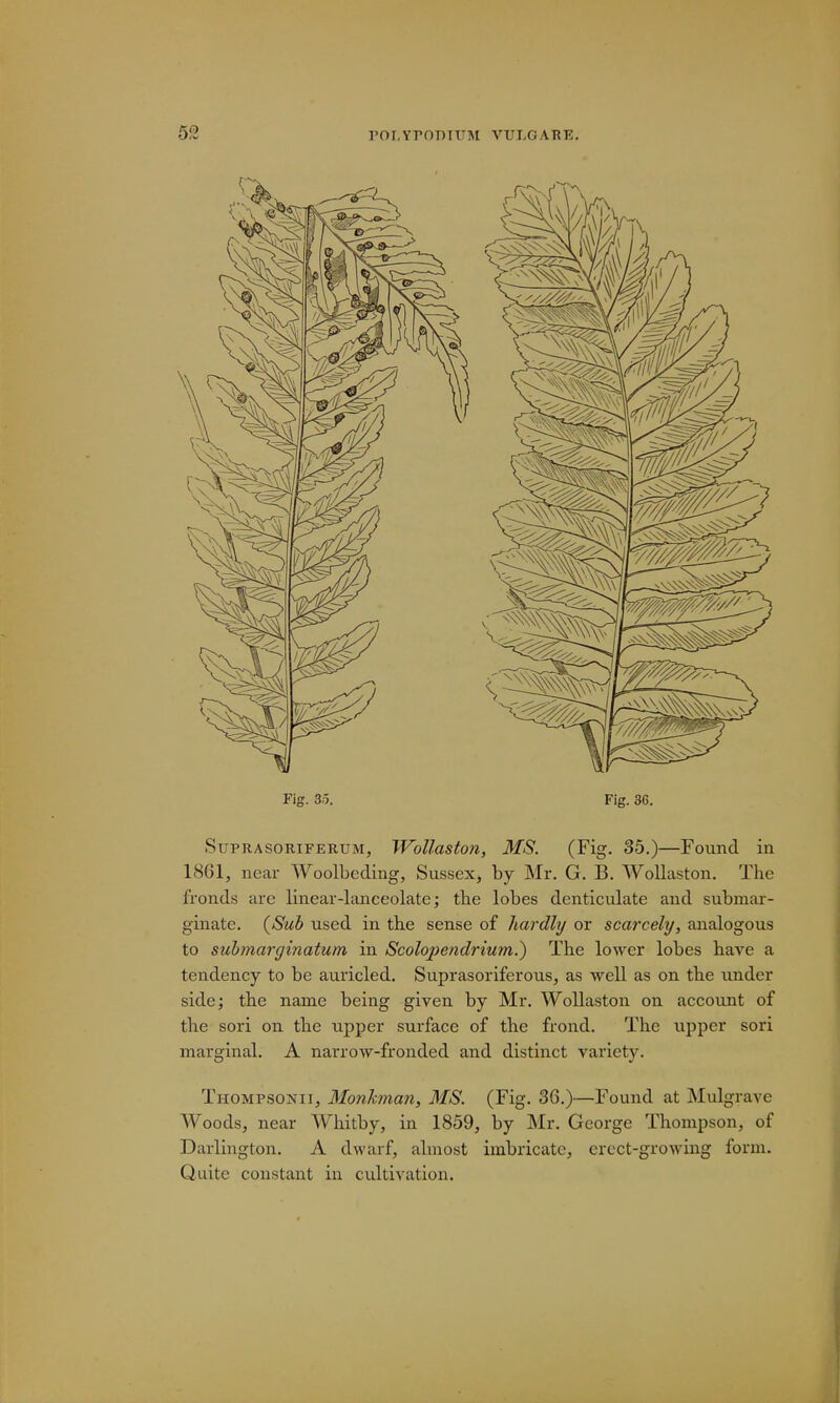 Fig. 3o. Fig. 36. Suprasoriferum, Wollaston, MS. (Fig. 35.)—Found in 1861, near Woolbeding, Sussex, by Mr. G. B. Wollaston. The fronds arc linear-lanceolate; the lobes denticulate and submar- ginate. (Sub used in the sense of hardly or scarcely, analogous to suhnarginatum in Scolopendrium.') The lower lobes have a tendency to be auricled. Suprasoriferous, as well as on the under side; the name being given by Mr. Wollaston on account of the sori on the upper surface of the frond. The upper sori marginal. A narrow-fronded and distinct variety. Thompsonii, Monkman, MS. (Fig. 36.)—Found at Mulgrave Woods, near Whitby, in 1859, by Mr. George Thompson, of Darlington. A dwarf, almost imbricate, erect-growing form. Quite constant in cultivation.