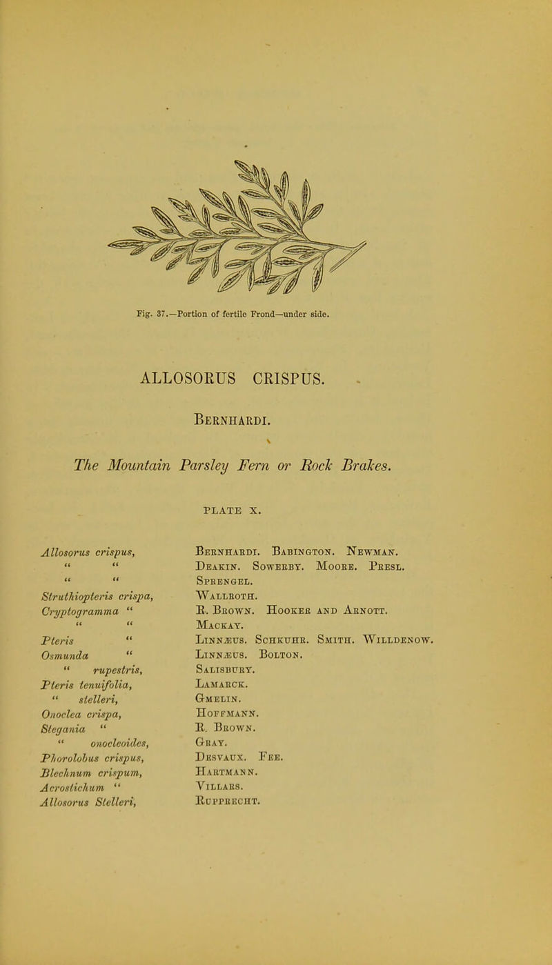 Fig. 37.—Portion of fertile Frond—under Bide. ALLOSORUS CRISPUS. Bernhardt The Mountain Parsley Fern or Rock Brakes. plate x. Allosorus crispus, « « « a Slruthiopteris crispa, Cryptogramma  Pleris Osmunda   rupestris, Pteris tenuifolia,  slelleri, Onoclca crispa, Stegania   onocleoides, Phorolobus crispus, Blcchnum crUpum, Acroslichum  Allosorus Slelleri, Beenhabdi. Babing Deakin. Soweebt. Speengel. Walleoth. B. Beown. Hookee Mackat. LlNNiEUS. SCHKUHE. Linn^us. Bolton. Salisbuby. Lamabck. Gmelin. Hoffmann. 11. Brown. GliAY. Desvaux. Fee. Hartmann. VlLLAKS. BUPPEECIIT. pon. Newman. Mooee. Pbesl. and Aenott. Smith. Willdenow.