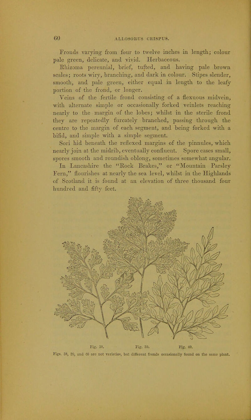 Fronds varying from fonr to twelve inches in length; colour pale green, delicate, and vivid. Herbaceous. Rhizoma perennial, brief, tufted, and having pale brown scales; roots wiry, branching, and dark in colour. Stipes slender, smooth, and pale green, either ecpual in length to the leafy portion of the frond, or longer. Veins of the fertile frond consisting of a flexuous midvein, with alternate simple or occasionally forked veinlets reaching nearly to the margin of the lobes; whilst in the sterile frond they are repeatedly furcately branched, passing through the centre to the margin of each segment, and being forked with a bifid, and simple with a simple segment. Sori hid beneath the reflexed margins of the pinnules, which nearly join at the midrib, eventually confluent. Spore cases small, spores smooth and roundish oblong, sometimes somewhat angular. In Lancashire the Rock Brakes, or Mountain Parsley Fern, flourishes at nearly the sea level, whilst in the Highlands of Scotland it is found at an elevation of three thousand four hundred and fifty feet. Tig. 38. Tib'. 39. Fig. 40. Figs. 3R, 39, and -10 arc not varieties, but different fronds occasionally found on the same plant.
