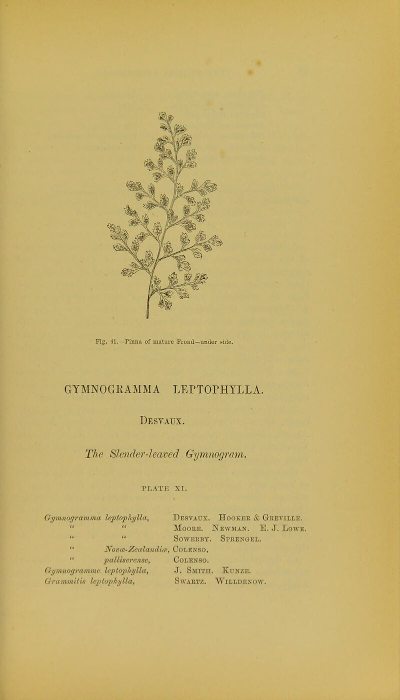 Fig. 41.—Pinna of mature Frond—under side. GYMNOGEAMMA LEPTOPHYLLA. Desvaux. The Slender-leaved Gymnogram. PLATE XI. Gymnofframma leptnphglla, Desvaux. Hooker & Gkeville.   Moore. Newman. E. J. Lowe.   SOWEUBT. SrKENGEL.  Novie-Znaland'ue, Cor-KNSO.  paUiscrcnsc, Colenso. fti/mnogranimc Irplophijlla, J. Smith. Kunze. Ghammitis Uptopkyllas Swartz. Willdenow.