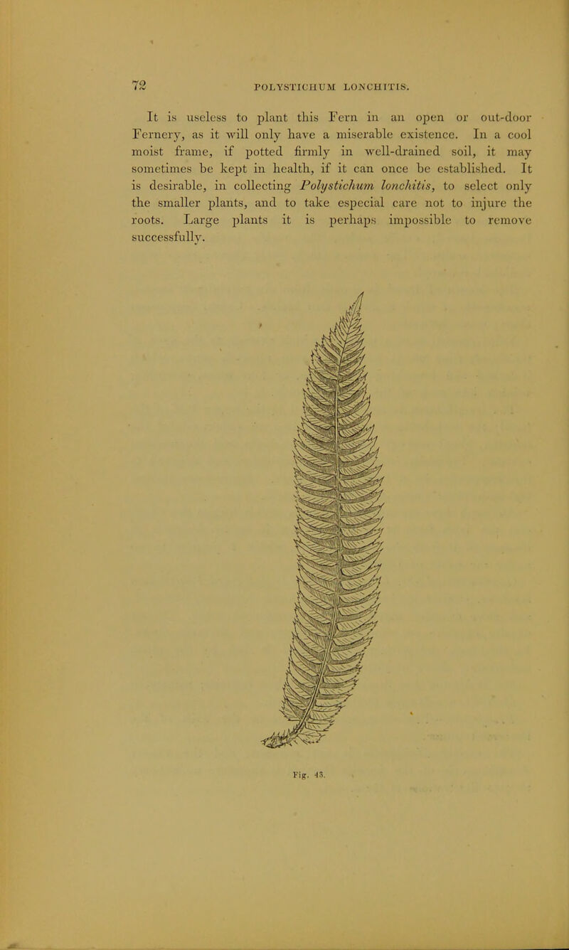 It is useless to plant this Fern in an open or out-door Ferneiy, as it will only have a miserable existence. In a cool moist frame, if potted firmly in well-drained soil, it may sometimes be kept in health, if it can once be established. It is desirable, in collecting Polystichwn lofichitis, to select only the smaller plants, and to take especial care not to injure the roots. Large plants it is perhaps impossible to remove successfully. Vig. 48.