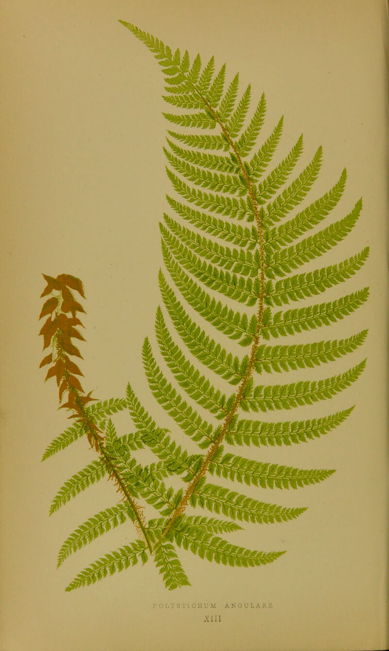 POLYSTIOHUM ANGULAB.2. XIII