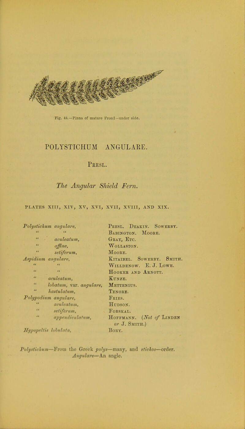 Vig. 44.—Pinna of mature Frond—under side. POLYSTICHUM ANGULARE. Presl. The Angular Shield Fern. PLATES XIII, XIV, XV, XVI, XVII, XVIII, AND XIX. Polystichum angulare, IS aculeatum, affine, seliferum, Aspidium annulare, aculeatum, lobatum, var. angulare, hastulaltim, Polypodium angulare,  aculeatum, seliferum, append i'cula turn, Bypopeltis lobulatu, Peesl. Deakjn. Sowebby. Babington. Moore. Geay, Etc. WoLLASTON. MOOEE. KlTAIBEL. SOWEEBY. SMITH. Willdenow. E. J. Lowe. HOOKEE AND AeNOTT. KuNZE. Mettenius. Tenoee. Feies. Hudson. FORSKAL. Hoffmann. (Not of Linden or J. Smith.) Bohy. Polystichum—From the Greek polys—many, and stichos—order. Angulare—An angle.