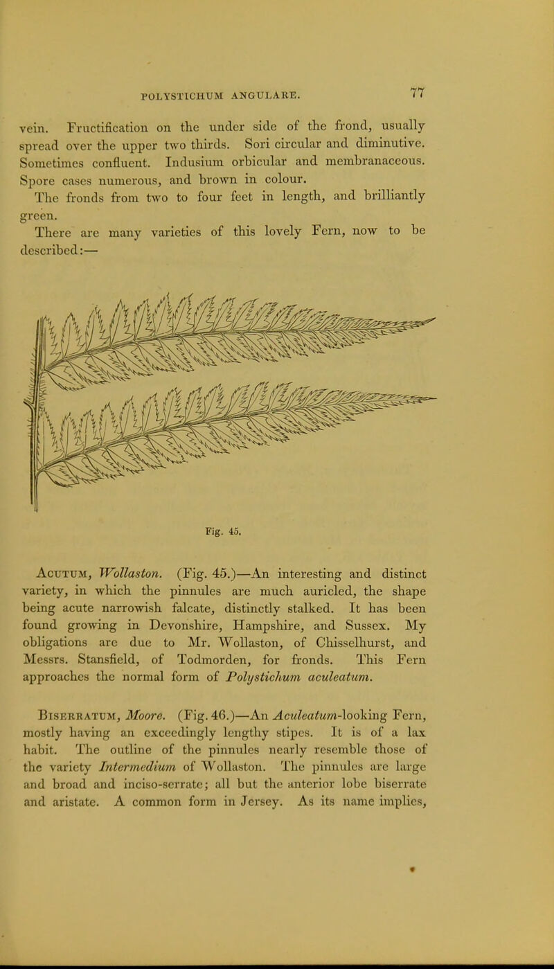 vein. Fructification on the under side of the frond, usually- spread over the upper two thirds. Sori circular and diminutive. Sometimes confluent. Indusium orbicular and membranaceous. Spore cases numerous, and brown in colour. The fronds from two to four feet in length, and brilliantly- green. There are many varieties of this lovely Fern, now to be described:— Fig. 45. Actjtum, Wollaston. (Fig. 45.)—An interesting and distinct variety, in which the pinnules are much auricled, the shape being acute narrowish falcate, distinctly stalked. It has been found growing in Devonshire, Hampshire, and Sussex. My obligations are due to Mr. Wollaston, of Chisselhurst, and Messrs. Stansfield, of Todmorden, for fronds. This Fern approaches the normal form of Polystichum aculeatum. Biserratum, Moore. (Fig. 46.)—An Aculeatum-looVmg Fern, mostly having an exceedingly lengthy stipes. It is of a lax habit. The outline of the pinnules nearly resemble those of the variety Intermedium of Wollaston. The pinnules are large and broad and inciso-scrrate; all but the anterior lobe biserrate and aristate. A common form in Jersey. As its name implies,