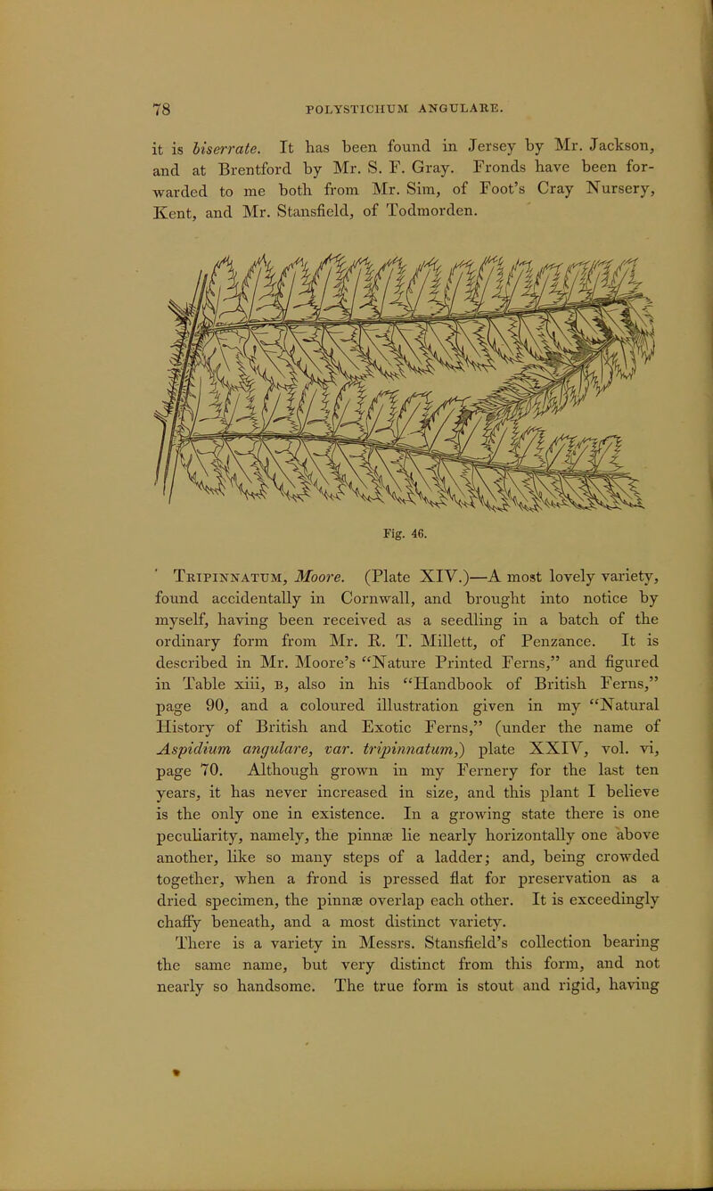 it is biserrate. It has been found in Jersey by Mr. Jackson, and at Brentford by Mr. S. F. Gray. Fronds have been for- warded to me both from Mr. Sim, of Foot's Cray Nursery, Kent, and Mr. Stansfield, of Todmorden. Fig. 46. Tripinnattjm, Moore. (Plate XIV.)—A most lovely variety, found accidentally in Cornwall, and brought into notice by myself, having been received as a seedling in a batch of the ordinary form from Mr. it. T. Millett, of Penzance. It is described in Mr. Moore's Nature Printed Ferns, and figured in Table xiii, b, also in his Handbook of British Ferns, page 90, and a coloured illustration given in my Natural History of British and Exotic Ferns, (under the name of Aspidium angulare, var. tripinnatum,) plate XXIV, vol. vi, page 70. Although grown in my Fernery for the last ten years, it has never increased in size, and this plant I believe is the only one in existence. In a growing state there is one peculiarity, namely, the pinnae lie nearly horizontally one above another, like so many steps of a ladder; and, being crowded together, when a frond is pressed flat for preservation as a dried specimen, the pinnae overlap each other. It is exceedingly chaffy beneath, and a most distinct variety. There is a variety in Messrs. Stansfield's collection bearing the same name, but very distinct from this form, and not nearly so handsome. The true form is stout and rigid, having