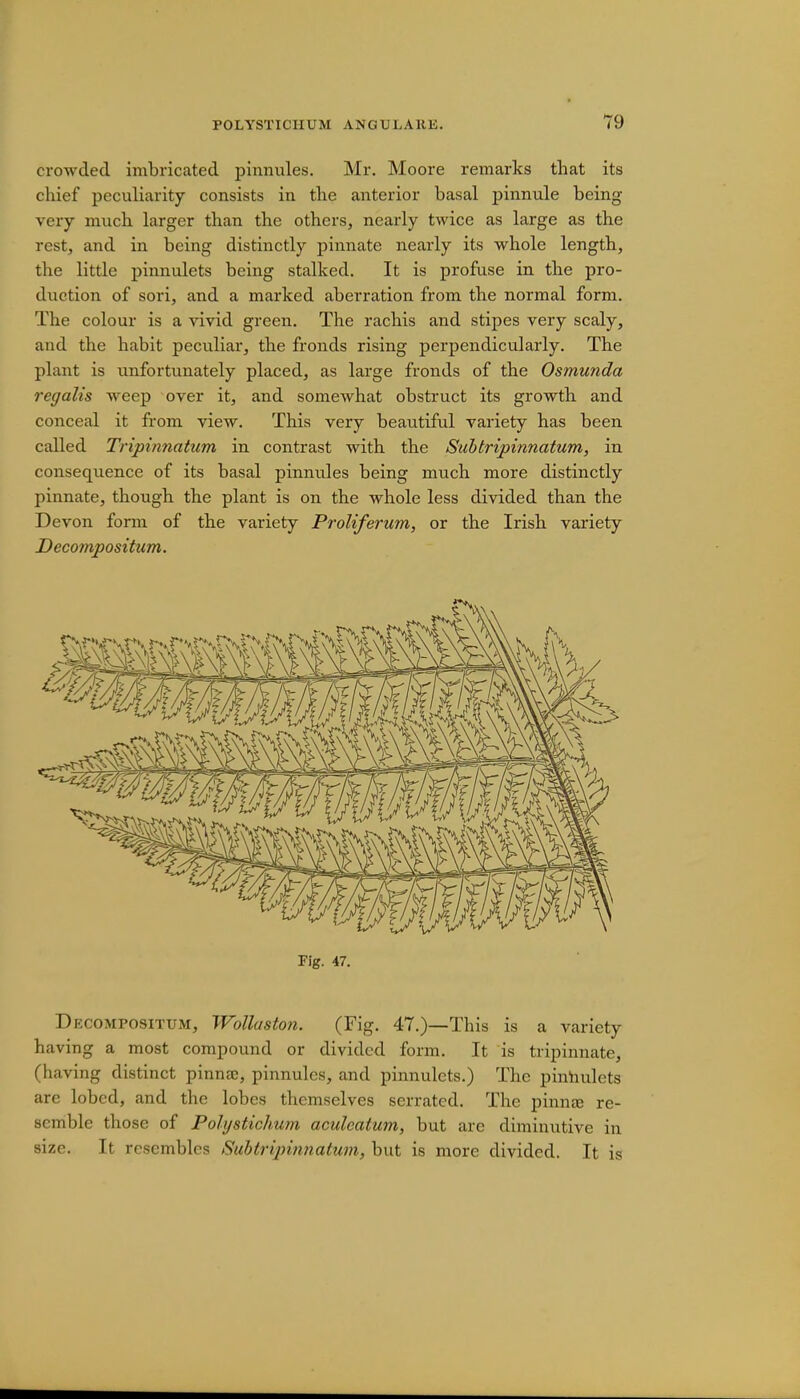 crowded imbricated pinnules. Mr. Moore remarks that its chief peculiarity consists in the anterior basal pinnule being very much larger than the others, nearly twice as large as the rest, and in being distinctly pinnate nearly its whole length, the little pinnulets being stalked. It is profuse in the pro- duction of sori, and a marked aberration from the normal form. The colour is a vivid green. The rachis and stipes very scaly, and the habit peculiar, the fronds rising perpendicularly. The plant is unfortunately placed, as large fronds of the Osmunda regalis weep over it, and somewhat obstruct its growth and conceal it from view. This very beautiful variety has been called Tripinnatum in contrast with the Sub tripinnatum, in consequence of its basal pinnules being much more distinctly pinnate, though the plant is on the whole less divided than the Devon form of the variety Proliferum, or the Irish variety Decompositum. Fig. 47. Decompositum, Wolluston. (Fig. 47.)—This is a variety having a most compound or divided form. It is tripinnate, (having distinct pinna;, pinnules, and pinnulets.) The pinnulets are lobed, and the lobes themselves serrated. The pinna; re- st mble those of Polystichum aculeatum, but arc diminutive in size. It resembles Subtripinnatum, but is more divided. It is