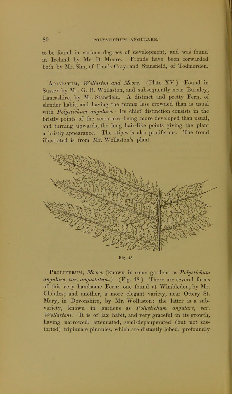 to be found in various degrees of development, and was found in Ireland by Mr. D. Moore. Fronds have been forwarded both by Mr. Sim, of Foot's Cray, and Stansfield, of Todmorden. Aristatum, Wollaston and Moore. (Plate XV.)—Found in Sussex by Mr. G. B. Wollaston, and subsequently near Burnley, Lancashire, by Mr. Stansfield. A distinct and pretty Fern, of slender habit, and having the pinnae less crowded than is usual with Polystichum angulare. Its chief distinction consists in the bristly points of the serratures being more developed than usual, and turning upwards, the long hair-like points giving the plant a bristly appearance. The stipes is also proliferous. The frond illustrated is from Mr. Wollaston's plant. Fig. 48. Proliferum, Moore, (known in some gardens as Polystichwn angulare, var. angustatum.) (Fig. 48.)—There are several forms of this very handsome Fern: one found at Wimbledon, by Mr. Choules; and another, a more elegant variety, near Ottery St. Mary, in Devonshire, by Mr. Wollaston: the latter is a sub- variety, known in gardens as Polystichum angulare, var. Wollastoni. It is of lax habit, and very graceful in its growth, having narrowed, attenuated, semi-depauperated (but not dis- torted) tripinnate pinnules, which are distantly lobed, profoundly