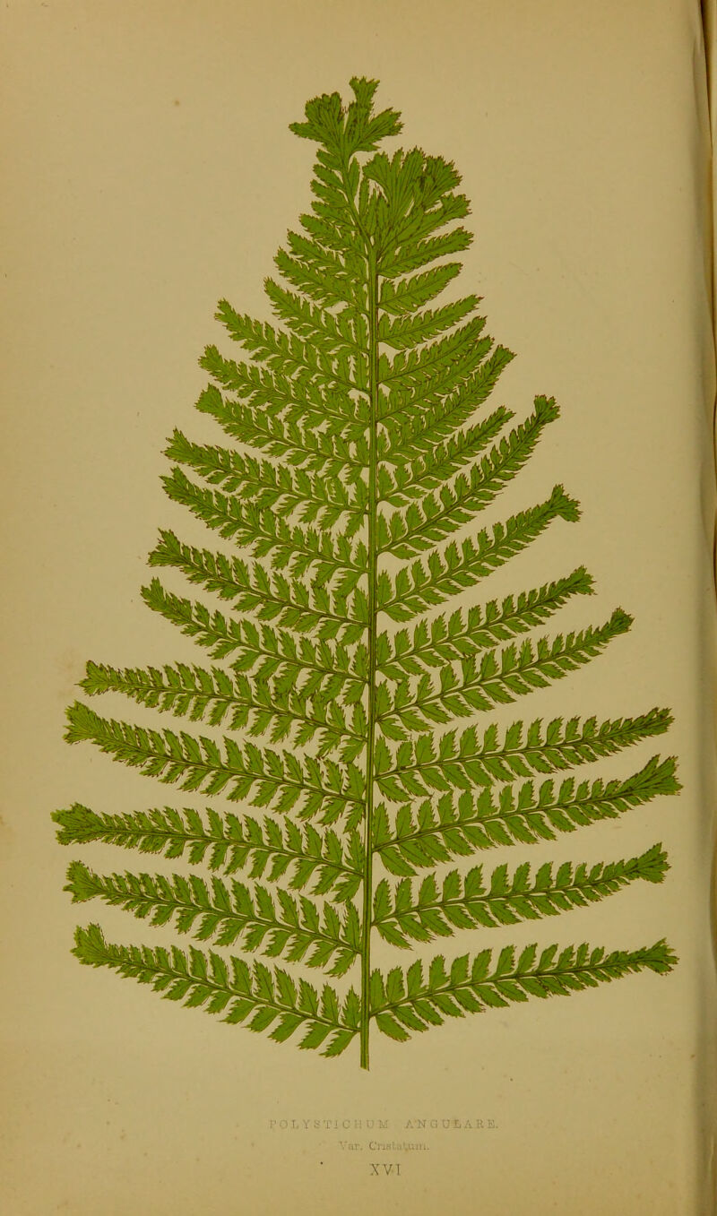 XVI