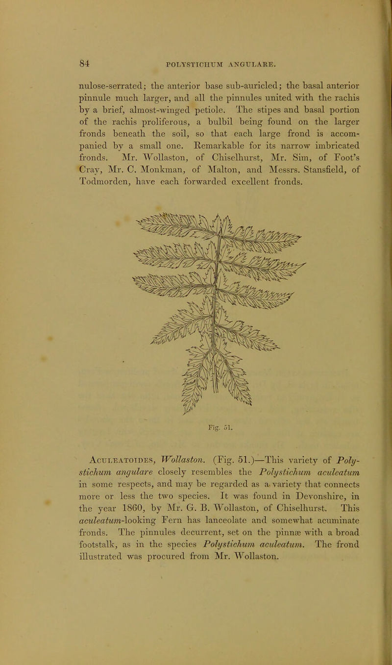 nulose-serrated; the anterior base sub-auricled; the basal anterior pinnule much larger, and all the pinnules united with the rachis by a brief, almost-winged petiole. The stipes and basal portion of the rachis proliferous, a bulbil being found on the larger fronds beneath the soil, so that each large frond is accom- panied by a small one. Remarkable for its narrow imbricated fronds. Mr. Wollaston, of Chiselhurst, Mr. Sim, of Foot's Cray, Mr. C. Monkman, of Mai ton, and Messrs. Stansfield, of Todmordcn, have each forwarded excellent fronds. Fig. 51; Aculeatotdes, Wollaston. (Fig. 51.)—This variety of Poly- stichum angulare closely resembles the Polystichum aculeatum in some respects, and may be regarded as a. variety that connects more or less the two species. It was found in Devonshire, in the year 1860, by Mr. G. B. Wollaston, of Chiselhurst. This aculeatum-looking Fern has lanceolate and somewhat acuminate fronds. The pinnules decurrent, set on the pinnae with a broad footstalk, as in the species Polystichum aculeatum. The frond illustrated was procured from Mr. Wollaston.