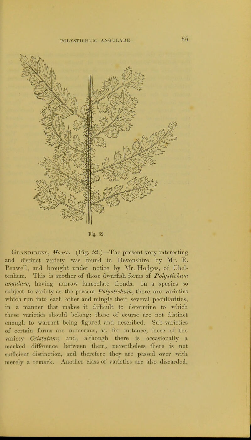 POLYSTICHI M \ tfG CJLA R E. Fig. 52. Graxdidens, Moore. (Fig. 52.)—The present very interesting and distinct variety was found in Devonshire by Mr. R. Pcnwcll, and brought under notice by Mr. Hodges, of Chel- tenham. This is another of those dwarfish forms of Polystichum angidare, having narrow lanceolate fronds. In a species so subject to variety as the present Polystichum, there are varieties which run into each other and mingle their several peculiarities, in a manner that makes it difficult to determine to which these varieties should belong: these of course are not distinct enough to warrant being figured and described. Sub-varieties of certain forms arc numerous, as, for instance, those of the variety Crista turn; and, although there is occasionally a marked difference between them, nevertheless there is not sufficient distinction, and therefore they arc passed over with merely a remark. Another class of varieties arc also discarded.