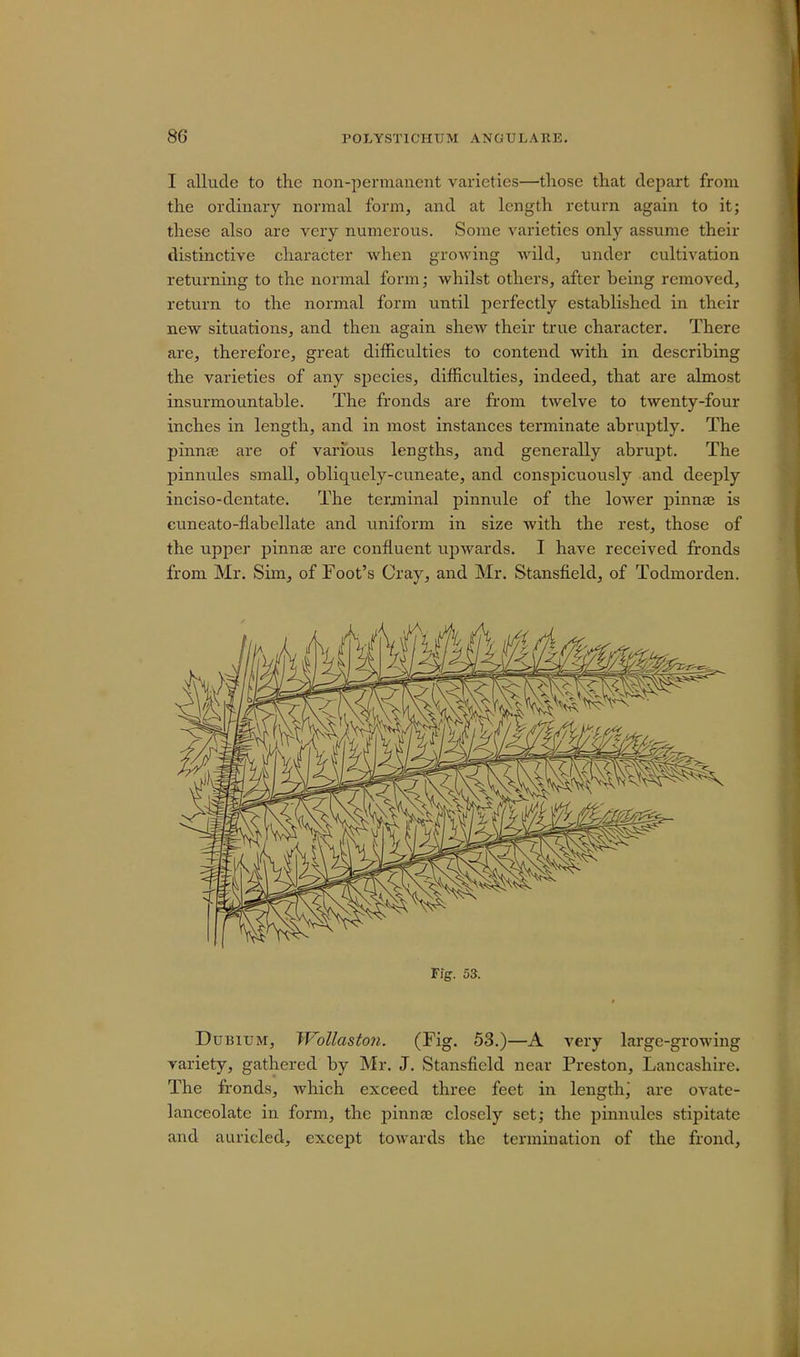 I allude to the non-permanent varieties—those that depart from the ordinary normal form, and at length return again to it; these also are very numerous. Some varieties only assume their distinctive character when growing wild, under cultivation returning to the normal form; whilst others, after heing removed, return to the normal form until perfectly established in their new situations, and then again shew their true character. There are, therefore, great difficulties to contend with in describing the varieties of any species, difficulties, indeed, that are almost insurmountable. The fronds are from twelve to twenty-four inches in length, and in most instances terminate abruptly. The pinnae are of various lengths, and generally abrupt. The pinnules small, obliquely-cuneate, and conspicuously and deeply inciso-dentate. The terminal pinnule of the lower pinnae is cuneato-flabellate and uniform in size with the rest, those of the upper pinnae are confluent upwards. I have received fronds from Mr. Sim, of Foot's Cray, and Mr. Stansfield, of Todmorden. Fig. 53. Dubium, Wottaston. (Fig. 53.)—A very large-growing variety, gathered by Mr. J. Stansfield near Preston, Lancashire. The fronds, which exceed three feet in lengthj are ovate- lanceolate in form, the pinnae closely set; the pinnules stipitate and auricled, except towards the termination of the frond,