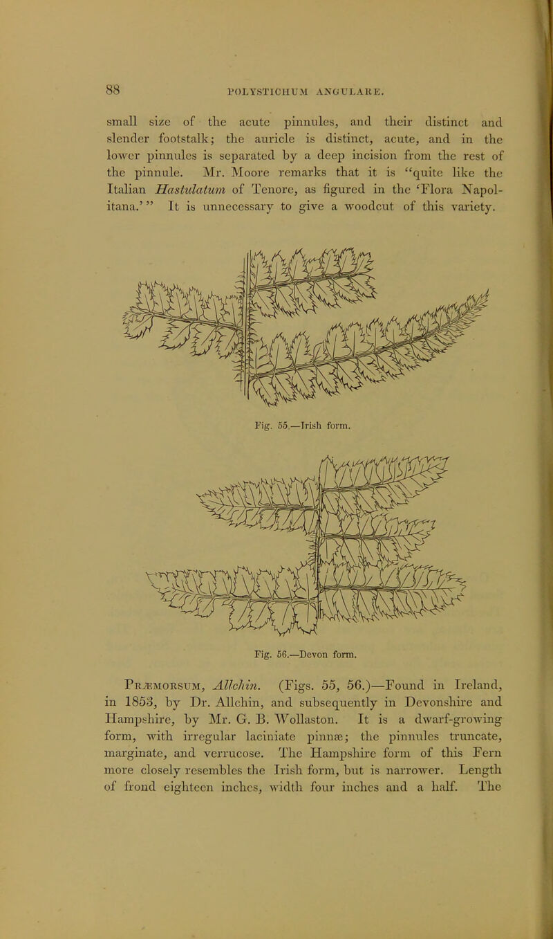 small size of the acute pinnules, and their distinct and slender footstalk; the auricle is distinct, acute, and in the lower pinnules is separated by a deep incision from the rest of the pinnule. Mr. Moore remarks that it is quite like the Italian Hastulatum of Tenore, as figured in the 'Flora Xapol- itana.' It is unnecessary to give a woodcut of this variety. Fig. 56.—Devon form PniEMOitsuM, Allchin. (Figs. 55, 56.)—Found in Ireland, in 1853, by Dr. Allchin, and subsequently in Devonshire and Hampshire, by Mr. G. B. Wollaston. It is a dwarf-growing form, with irregular laciuiate pinnae; the pinnules truncate, marginate, and verrucose. The Hampshire form of this Fern more closely resembles the Irish form, but is narrower. Length of frond eighteen inches, width four inches and a half. The