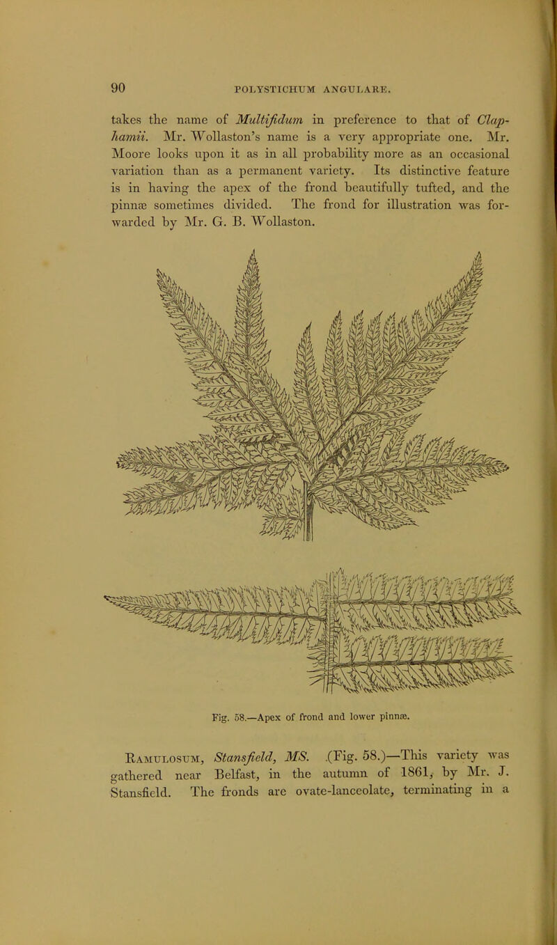 takes the name of Multijidum in preference to that of Clap- hamii. Mr. Wollaston's name is a very appropriate one. Mr. Moore looks upon it as in all probability more as an occasional variation than as a permanent variety. Its distinctive feature is in having the apex of the frond beautifully tufted, and the pinnae sometimes divided. The frond for illustration was for- warded by Mr. G. B. Wollaston. Fig. 58.—Apex of frond and lower pinnse. Ramulosum, Stansfield, MS. .(Fig. 58.)—This variety was gathered near Belfast, in the autumn of 1861, by Mr. J. Stansfield. The fronds are ovate-lanceolate, terminating in a