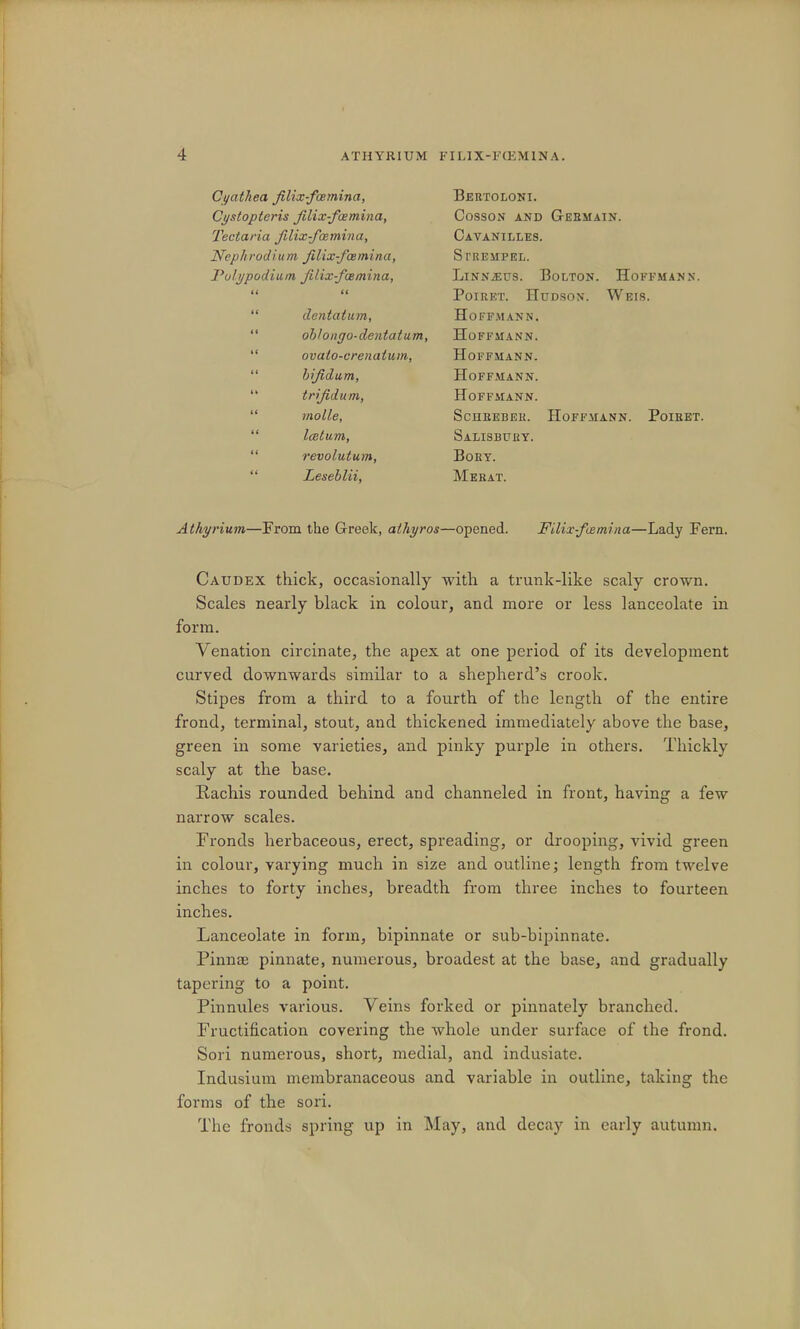 CyatJiea filix-fcernina, Bertoloni. Cystopteris Jilix-foetnina, Tectaria fdix-foemina, CossoN AND Germain. Nephrodiu m Jilix-fcernina, Polypodimn filix-faemina, Cayanilles. SrUEMPEL. LiNNiEEs. Bolton. Hoffmann. PoiRET. Hudson. Weis. “ dentatum, “ ohiongo-dentatum, “ ovato-crenatum, “ hijidum, “ trijidum, “ molle, “ Imtiim, “ revolutum, “ ILeseblii, Hoff.viann. Hoffmann. Hoffmann. Hoff.mann. Hoffmann. Herat. Salisbury. Bort. ScHREBER. Hoffmann. Poiret. Athyrium—From the Greek, athyros—opened. Filix-f<£mina—Lady Fern. Caudex thick, occasionally with a trunk-like scaly crown. Scales nearly black in colour, and more or less lanceolate in form. Venation circinate, the apex at one period of its development curved downwards similar to a shepherd’s crook. Stipes from a third to a fourth of the length of the entire frond, terminal, stout, and thickened immediately above the base, green in some varieties, and pinky purple in others. Thickly scaly at the base. Rachis rounded behind and channeled in front, having a few narrow scales. Fronds herbaceous, erect, spreading, or drooping, vivid green in colour, varying much in size and outline; length from twelve inches to forty inches, breadth from three inches to fourteen inches. Lanceolate in form, bipinnate or suh-bipinnate. PimicE pinnate, numerous, broadest at the base, and gradually tapering to a point. Pinnules various. Veins forked or pinnately branched. Fructification covering the whole under surface of the frond. Sori numerous, short, medial, and indusiate. Indusium membranaceous and variable in outline, taking the forms of the sori. The fronds spring up in May, and decay in early autumn.