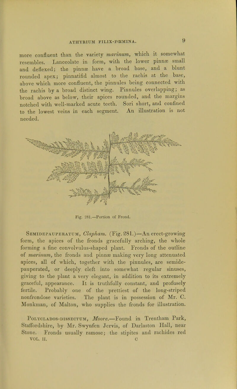 more confluent than the variety marinum, which it somewhat resembles. Lanceolate in form, with the lower pinnfB small and deflexed; the pinnte have a broad base, and a blunt rounded apex; pinnatifid almost to the rachis at the base, above which more confluent, the pinnules being connected with the rachis by a broad distinct wing. Pinnules overlapping; as broad above as below, their apices rounded, and the margins notched with well-marked acute teeth. Sori short, and conflned to the lowest veins in each segment. An illustration is not needed. Fig. 281.—Portion of Frond. Semidepauperatum, Clapham. (Fig. 281.)—An erect-growing form, the apices of the fronds gracefully arching, the whole forming a fine convolvulus-shaped plant. Fronds of the outline of marinum, the fronds and pinnae making very long attenuated apices, all of which, together Avith the pinnules, are semide- pauperated, or deeply cleft into somewhat regular sinuses, giving to the plant a very elegant, in addition to its extremely graceful, appearance. It is truthfully constant, and profusely fertile. Probably one of the prettiest of the long-striped nonfrondose varieties. The plant is in possession of Mr. C. Monkman, of Malton, who supplies the fronds for illustration. PoLYCLADOS-mssECTUM, Moove.—Found in Trentham Park, Staflbrdshire, by Mr. Swynfen Jervis, of Darlaston Hall, near Stone. Fronds usually ramose; the stipitcs and rachides red VOL. II. C