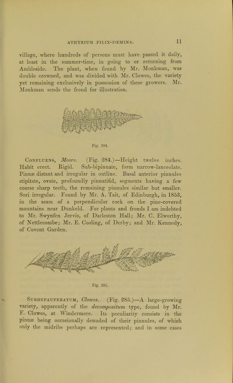 village, -where hundreds of persons must have passed it daily, at least in the summer-time, in going to or returning from Ambleside. The plant, when found by Mr. Monkman, was double crowned, and was divided with Mr. Clowes, the variety yet remaining exclusively in possession of these growers. Mr. Monkman sends the frond for illustration. Fig. 284. CoNFLUENS, Moore. (Fig. 284.)—Fleight twelve inches. Habit erect. Rigid. Sub-bipinnate, form narrow-lanceolate. Pinnae distant and irregular in outline. Basal anterior pinnules stipitate, ovate, profoundly pinnatifid, segments having a few coarse sharp teeth, the remaining pinnules similar but smaller. Sori irregular. Found by Mr. A. Tait, of Edinburgh, in 1853, in the seam of a perpendicular rock on the pine-covered mountains near Dunkeld. For plants and fronds I am indebted to Mr. Swynfen Jervis, of Darleston Hall; Mr. C. Elworthy, of Nettlecombe; Mr. E. Cooling, of Derby; and Mr. Kennedy, of Covent Garden. Fig. 285. SuBDEPAUPERATUM, Clowes. (Fig. 285.)—A large-growing variety, apparently of the decompositum type, found by Mr. F. Clowes, at Windermere. Its peculiarity consists in the pinnse being occasionally denuded of their pinnules, of which only the midribs perhaps arc represented; and in some cases