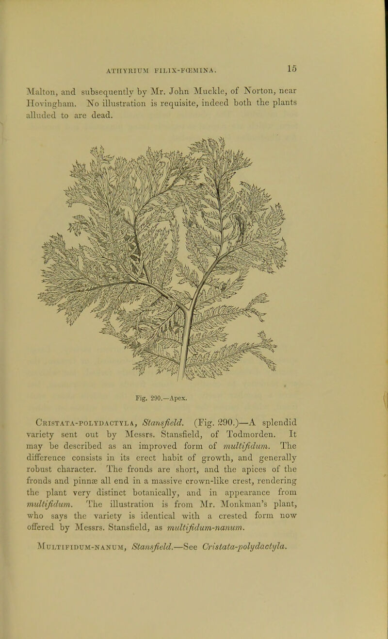 Maltoii, and subsequently by Mr. John Muckle, of Norton, near ITovingham. No illustration is requisite, indeed botb the plants alluded to are dead. Fig. 290.—Apex. Cristata-polydactyla, Stansjiold. (Fig. 290.)—A splendid variety sent out by Messrs. Stansfield, of Todmorden. It may be described as an improved form of multifidum. The difference consists in its erect habit of growth, and generally robust character. The fronds are short, and the apices of the fronds and pinnae all end in a massive crown-like crest, rendering the plant very distinct botanically, and in aiipearance from midtifulum. T’he illustration is from Mr. Monkman’s plant, who says the variety is identical with a crested form now offered by Messrs. Stansfield, as multifidum-nanum. i\[ u i,T I FI DUM-N AN u M, Stansfield.—See Cristata-polydactyla.