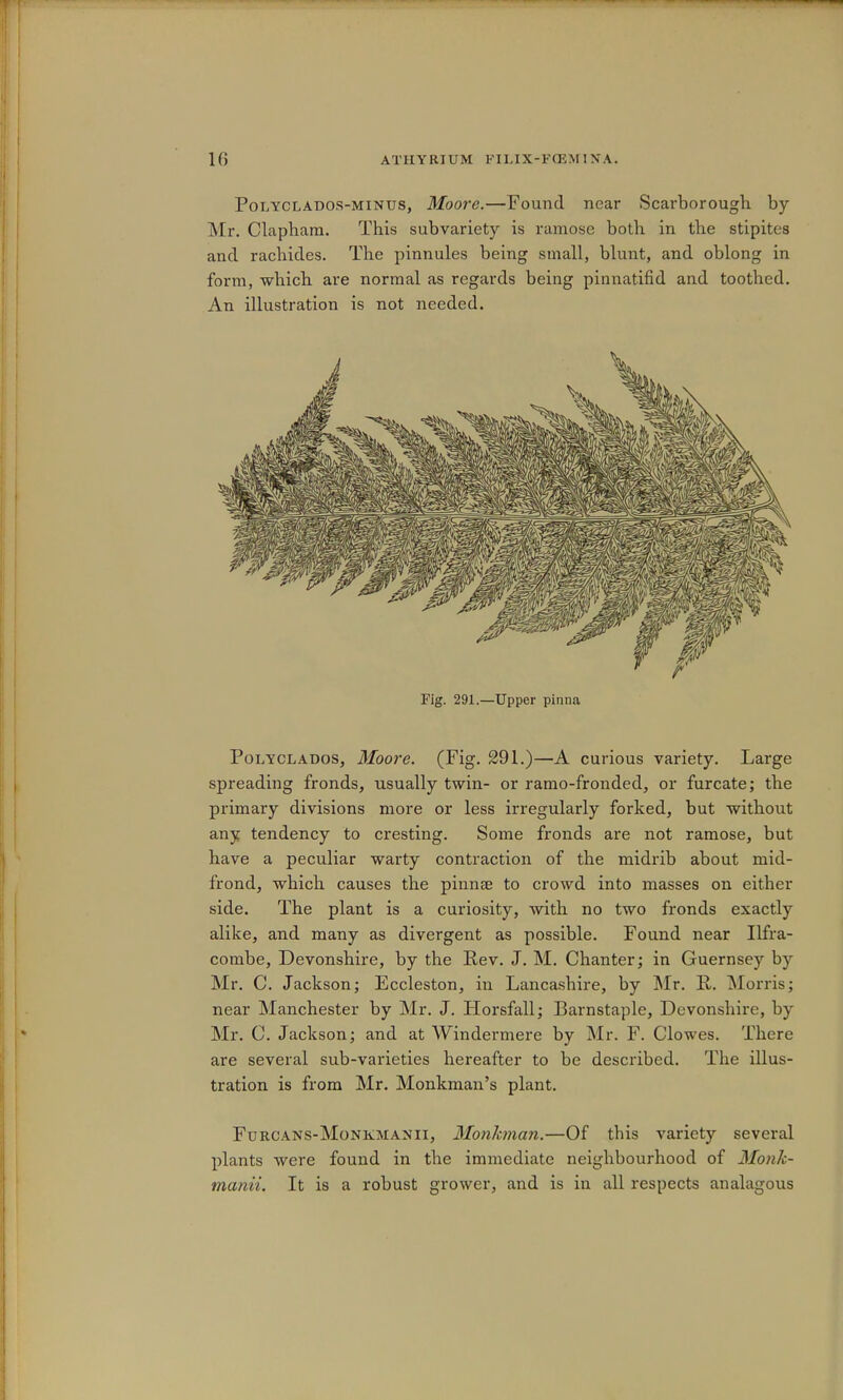 PoLYCLADOS-MiNUS, Moove.—Found near Scarborough by i\Ir. Clapbam. This subvariety is ramose both in the stipites and rachides. The pinnules being small, blunt, and oblong in form, which are normal as regards being pinnatifid and toothed. An illustration is not needed. Fig. 291.—Upper pinna Poi.YCLADos, Moore. (Fig. 291.)—A curious variety. Large spreading fronds, usually twin- or ramo-fronded, or furcate; the primary divisions more or less irregularly forked, but without any tendency to cresting. Some fronds are not ramose, but have a peculiar warty contraction of the midrib about mid- frond, which causes the piiime to crowd into masses on either side. The plant is a curiosity, with no two fronds exactly alike, and many as divergent as possible. Found near Ilfra- combe, Devonshire, by the Eev. J. M. Chanter; in Guernsey by Mr. C. Jackson; Eccleston, in Lancashire, by Mr. R. Morris; near Manchester by Mr. J. Horsfall; Barnstaple, Devonshire, by Mr. C. Jackson; and at Windermere by Mr. F. Clowes. There are several sub-varieties hereafter to be described. The illus- tration is from Mr. Monkman’s plant. Furcans-Monkmaxii, Monhman.—Of this variety several plants were found in the immediate neighbourhood of Monk- manii. It is a robust grower, and is in all respects analagous