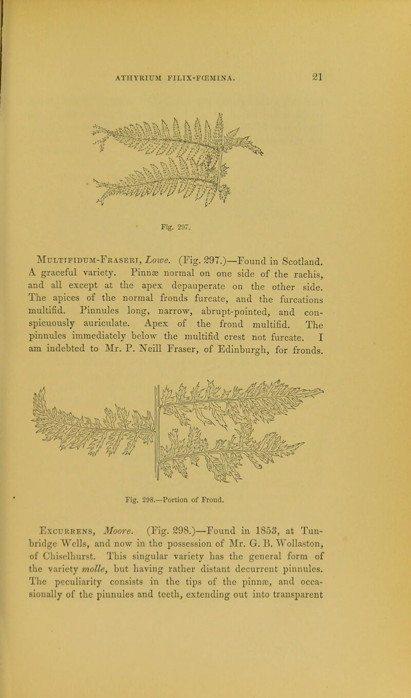 Multifidum-Fraseki, Loioe. (Fig. 297.)—Found in Scotland. A graceful variety. Pinnce normal on one side of the rachis, and all except at the apex depauperate on the other side. The apices of the normal fronds furcate, and the furcations multifid. Pinnules long, narrow, abrupt-pointed, and con- spicuously auriculate. Apex of the frond multifid. The pinnules immediately below the multifid crest not furcate. I am indebted to Mr. P. Neill Fraser, of Edinburgh, for fronds. Fig. 298.—Portion of Frond. Excurrens, Moore. (Fig. 298.)—Found in 1853, at Tun- bridge Wells, and now in the possession of Mr. G. B. AFollaston, of Chiselhurst. This singular variety has the general form of the variety molle, but having rather distant decurrent pinnules. The peculiarity consists in the tips of the pinnm, and occa- sionally of the pinnules and teeth, extending out into transparent
