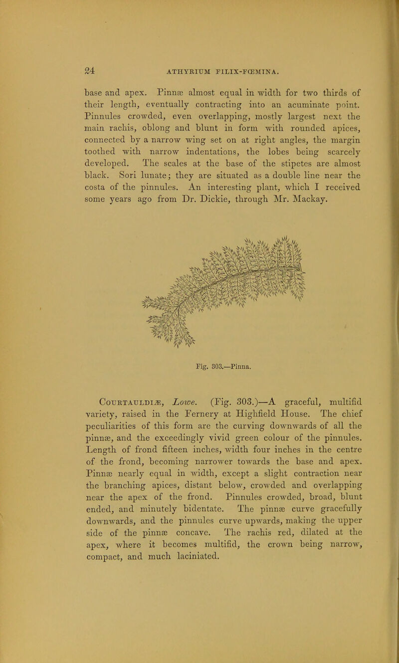 base and apex. Pinna3 almost equal in width for two thirds of their length, eventually contracting into an acuminate point. Pinnules crowded, even overlapping, mostly largest next the main rachis, oblong and blunt in form with rounded apices, connected by a narrow wing set on at right angles, the margin toothed with narrow indentations, the lobes being scarcely developed. The scales at the base of the stipetes are almost black. Sori lunate; they are situated as a double line near the costa of the pinnules. An interesting plant, which I received some years ago from Dr. Dickie, through Mr. Mackay. Fig. 303.—Pinna. CoiJRTATJLDiJE, Lowe. (Pig. 303.)—A graceful, multifid variety, raised in the Pernery at Highfield House. The chief peculiarities of this form are the curving downwards of all the pinnae, and the exceedingly vivid green colour of the pinnules. Length of frond fifteen inches, width four inches in the centre of the frond, becoming narrower towards the base and apex. Pinnae nearly equal in width, except a slight contraction near the branching apices, distant below, crowded and overlapping near the apex of the frond. Pinnules crowded, broad, blunt ended, and minutely bidentate. The pinnae curve gracefully downwards, and the pinnules curve upwards, making the upper side of the pinnae concave. The rachis red, dilated at the apex, where it becomes multifid, the crown being narrow, compact, and much laciniated.