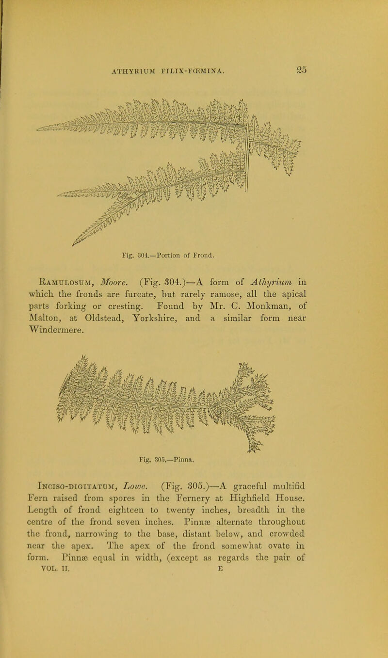 Fig. .804.—Portion of Frond. E.AMULOSUM, Moore. (Fig. 304.)—A form of Athyrium in which the fronds are furcate, but rarely ramose, all the apical parts forking or cresting. Found by Mr. C. Monkman, of Malton, at Oldstead, Yorkshire, and a similar form near Windermere. Fig. .30.5.—Pinna. iNciso-moiTATUM, Lowc. (Fig. 305.)—A graceful multifid Fern raised from spores in the Fernery at liighfield House. Length of frond eighteen to twenty inches, breadth in the centre of the frond seven inches. Finnac alternate throughout the frond, narrowing to the base, distant below, and crowded near the apex. The apex of the frond somewhat ovate in form. Pinna; cq\ial in width, (except as regards the pair of VOL. II. E