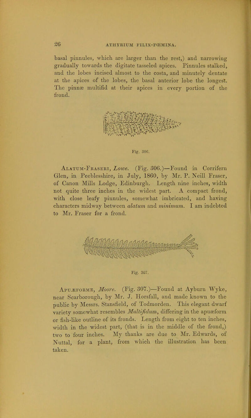 basal pinnules, which are larger than the rest,) and narroAving gradually towards the digitate tasseled apices. Pinnules stalked, and the lobes incised almost to the costa, and minutely dentate at the apices of the lobes, the basal anterior lobe the longest. The pinnee multifid at their apices in every portion of the frond. Fig. 306. Alatum-Fraseri, Lowe. (Fig. 306.)—Found in Corrifern Glen, in Peeblesshire, in July, 1860, by Mr. P. Neill Fraser, of Canon Mills Lodge, Edinburgh. Length nine inches, width not quite three inches in the widest part. A compact frond, Avith close leafy pinnules, somewhat imbricated, and having characters midway between alatum and minimum. I am indebted to Mr. Fraser for a frond. Fig. 307. Apuaeforme, Moore. (Fig. 307.)—Found at Ayburn Wyke, near Scarborough, by Mr. J. Horsfall, and made known to the public by Messrs. Stansfield, of Todmorden. This elegant dAvarf variety somewhat resembles Multijidum, differing in the apuoeform or fish-like outline of its fronds. Length from eight to ten inches, Avidth in the widest part, (that is in the middle of the frond,) two to four inches. My thanks are due to Mr. Edwards, of Nuttal, for a plant, from AA'hich the illustration has been taken.