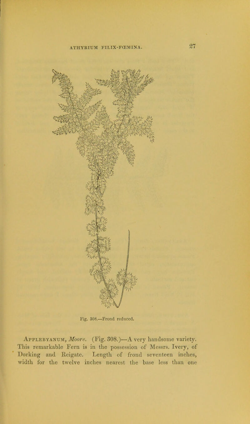 Fig. 308.—Frond reduced. Applebyanum, Moore. (Fig. 308.)—A very handsome variety. This remarkable Fern is in the possession of Messrs. Ivery, of Dorking and Ecigate. Length of frond seventeen inches, width for the twelve inches nearest the base less than one
