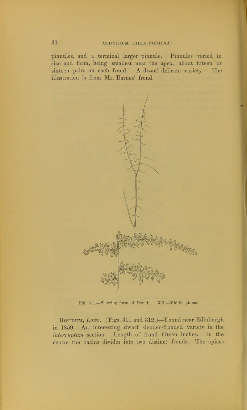 J 30 ATIIYKIUM FILIX-FQ^MINA. pinnules, and a terminal larger pinnule. Pinnules varied in size and form, being smallest near the apex, about fifteen'or sixteen pairs on each frond. A dwarf delicate variety. The illustration is from Mr. Barnes’ frond. Bifidum, Lowe. (Figs. 311 and 312.)—Found near Edinburgh in 1859. An interesting dwarf slender-frondcd variety in the interruptum section. Length of frond fifteen inches. In the centre the rachis divides into two distinct fronds. The apices