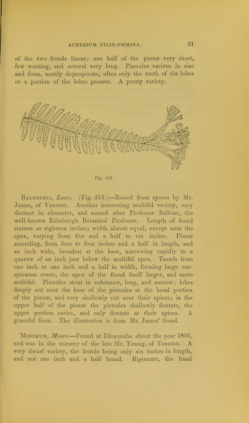 of tlie two fronds linear; one half of the pinna) very short, few wanting, and several very long. Pinnules various in size and form, mostly depauperate, often only the teeth of the lobes or a portion of the lobes present. A pretty variety. Fig. 313. Balfourti, Lowe. (Fig. 313.)—Raised from spores by Mr. James, of Vauvert. Another interesting multifid variety, very distinct in character, and named after Professor Balfour, the well-known Edinburgh Botanical Professor. Length of frond sixteen or eighteen inches; width almost equal, except near the apex, varying from five and a half to six inches. Pinnae ascending, from four to four inches and a half in length, and an inch wide, broadest at the base, narrowing rapidly to a quarter of an inch just below the multifid apex. Tassels from one inch to one inch and a half in width, forming large con- spicuous crests, the apex of the frond itself larger, and more multifid. Pinnules stout in substance, long, and narrow; lobes deeply cut near the base of the pinnules at the basal portion of the pinnae, and very shallowly cut near their apices; in the upper half of the pinna) the pinnules shallowly dentate, the upper portion entire, and only dentate at their apices. A graceful form. The illustration is from INIr. James’ frond. Minimum, Moore.—Found at Ilfracombe about the year 185G, and was in the nursery of the late Mr. Young, of Taunton. A very dwarf variety, the fronds being only six inches in length, and not one inch and a half broad. Bipinnatc, tlie basal